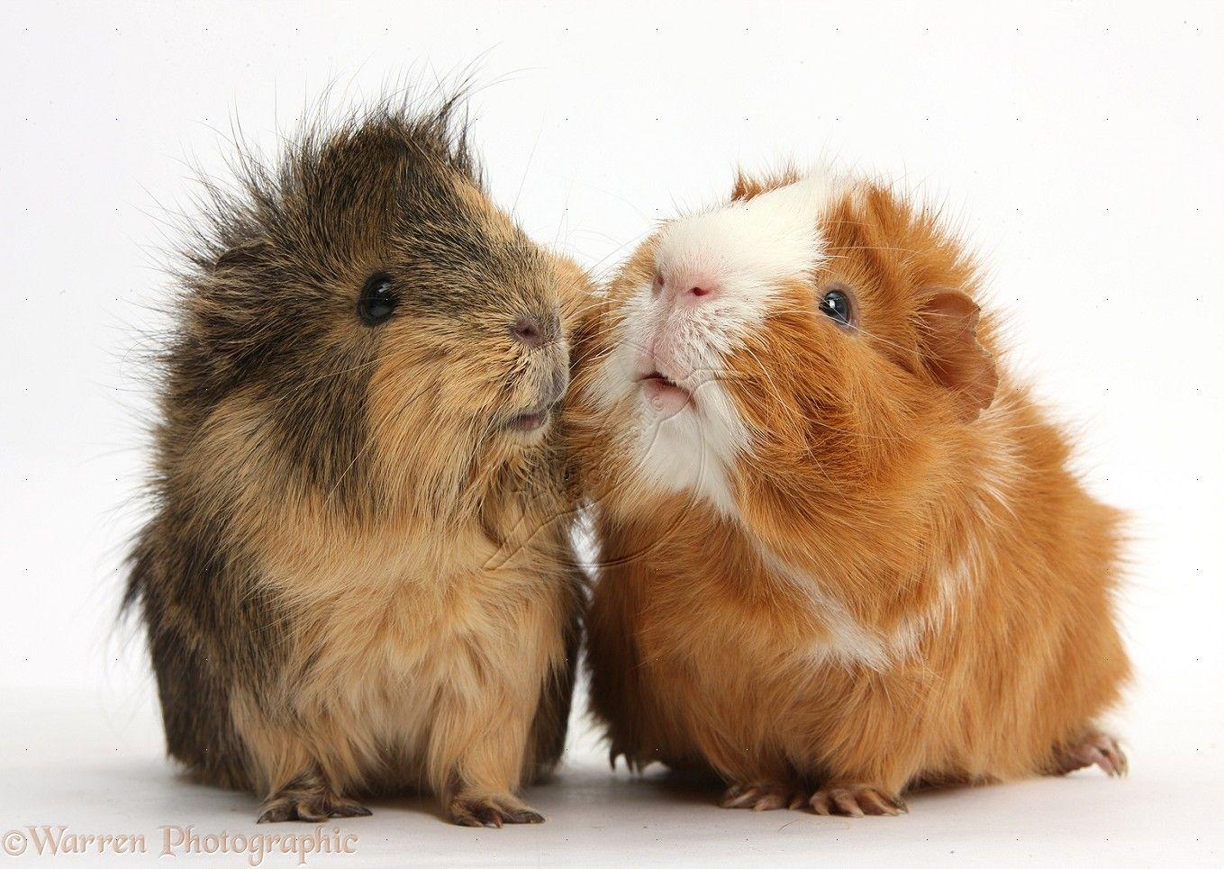 Two Elderly Guinea Pigs Cheek To Cheek Photo. Cutie