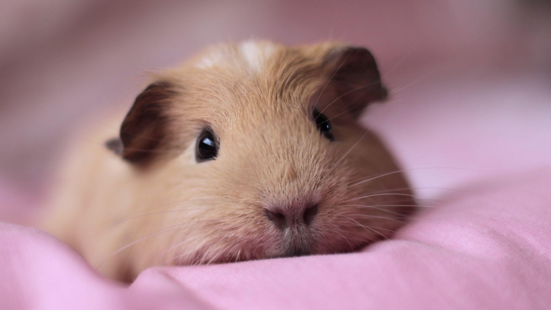 Guinea Pig Wallpaper by