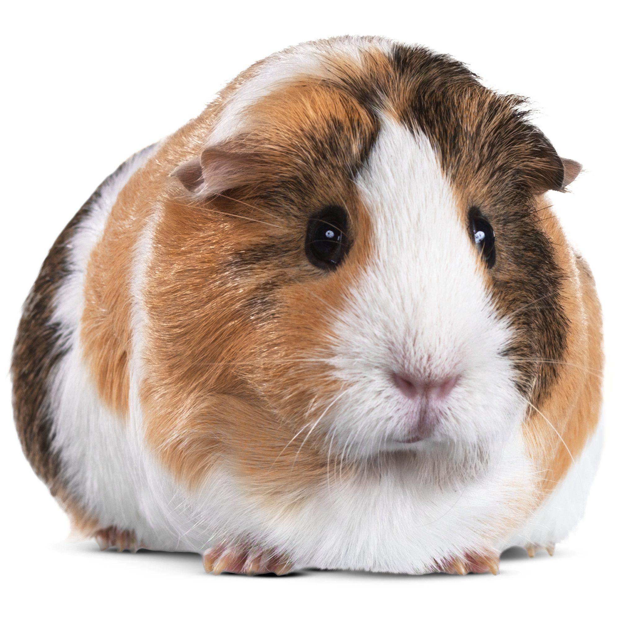 Picture Of Guinea Pigs