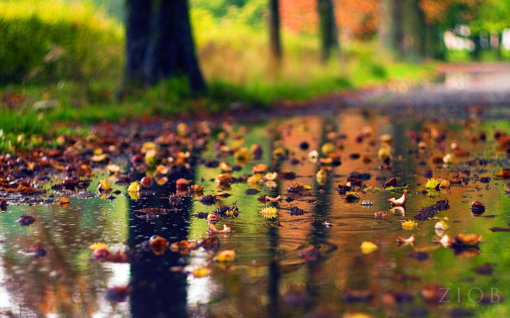 Wallpaper Rainy Season Scenery Selected Beautiful 1680×1050 Unusual