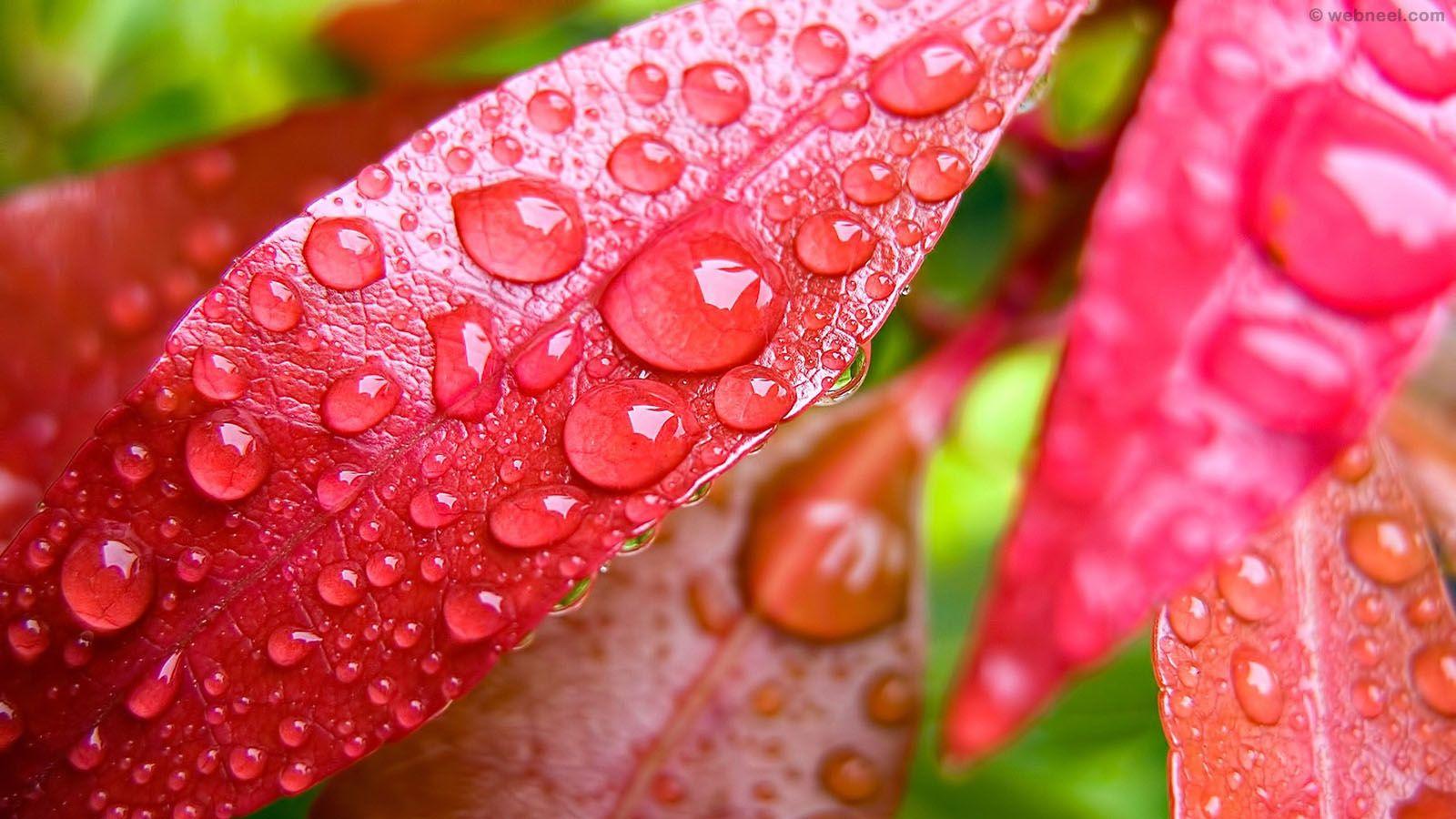 Beautiful Rain Wallpaper for your desktop mobile and tablet