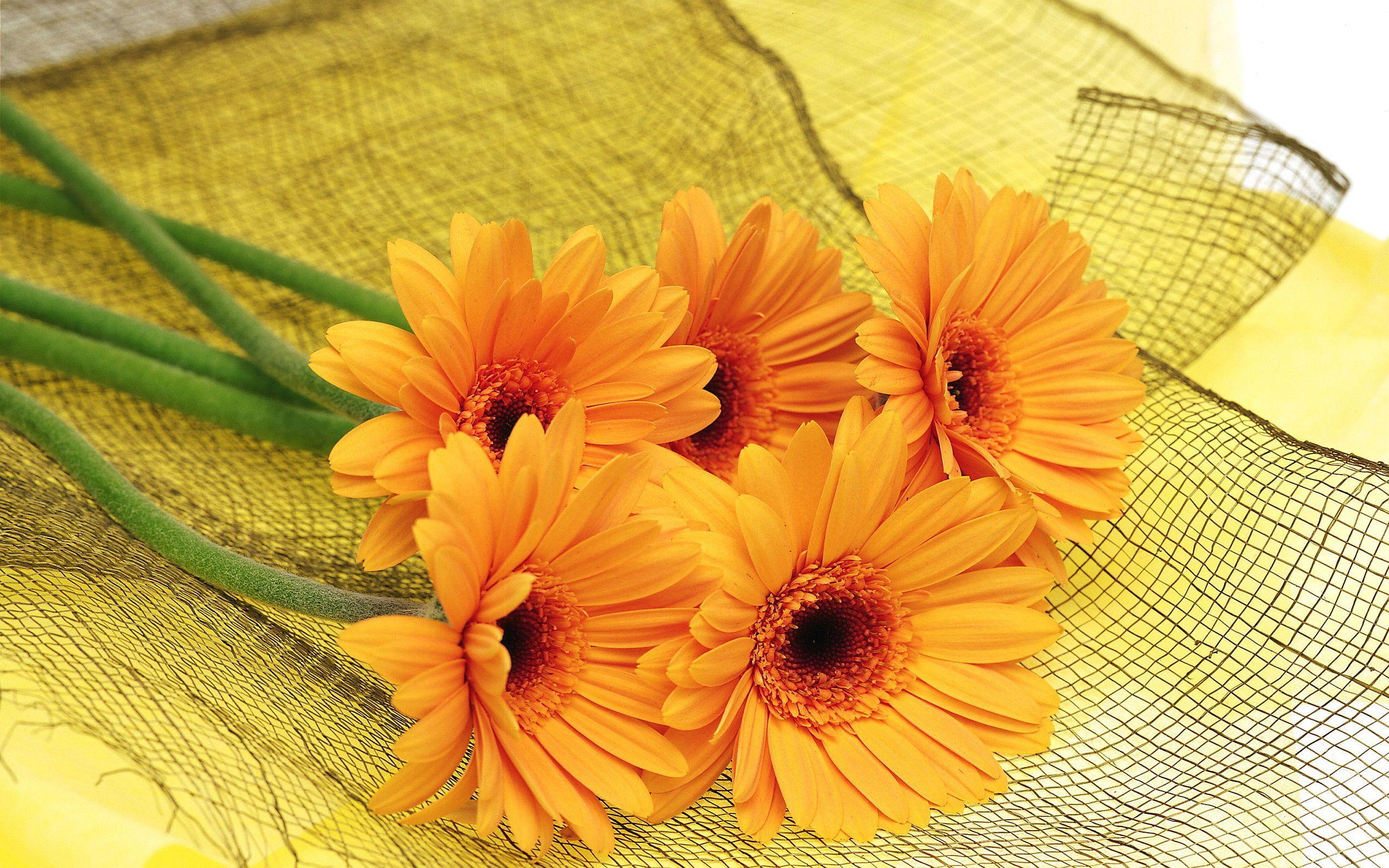 orange. Orange Flowers Wallpaper Picture Photo Image. ::::MY