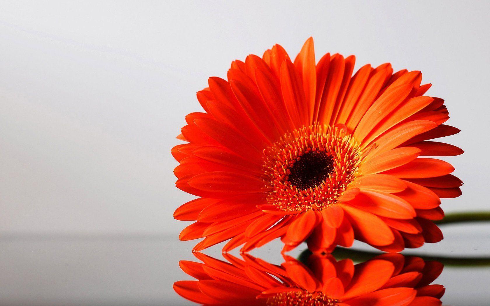 Best HDQ Orange Flowers Picture (Best 42 HD Widescreen Wallpaper)
