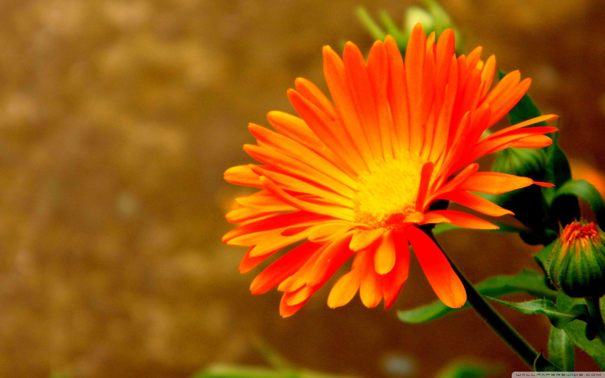 Orange Flower ❤ 4K HD Desktop Wallpaper for 4K Ultra HD TV • Tablet