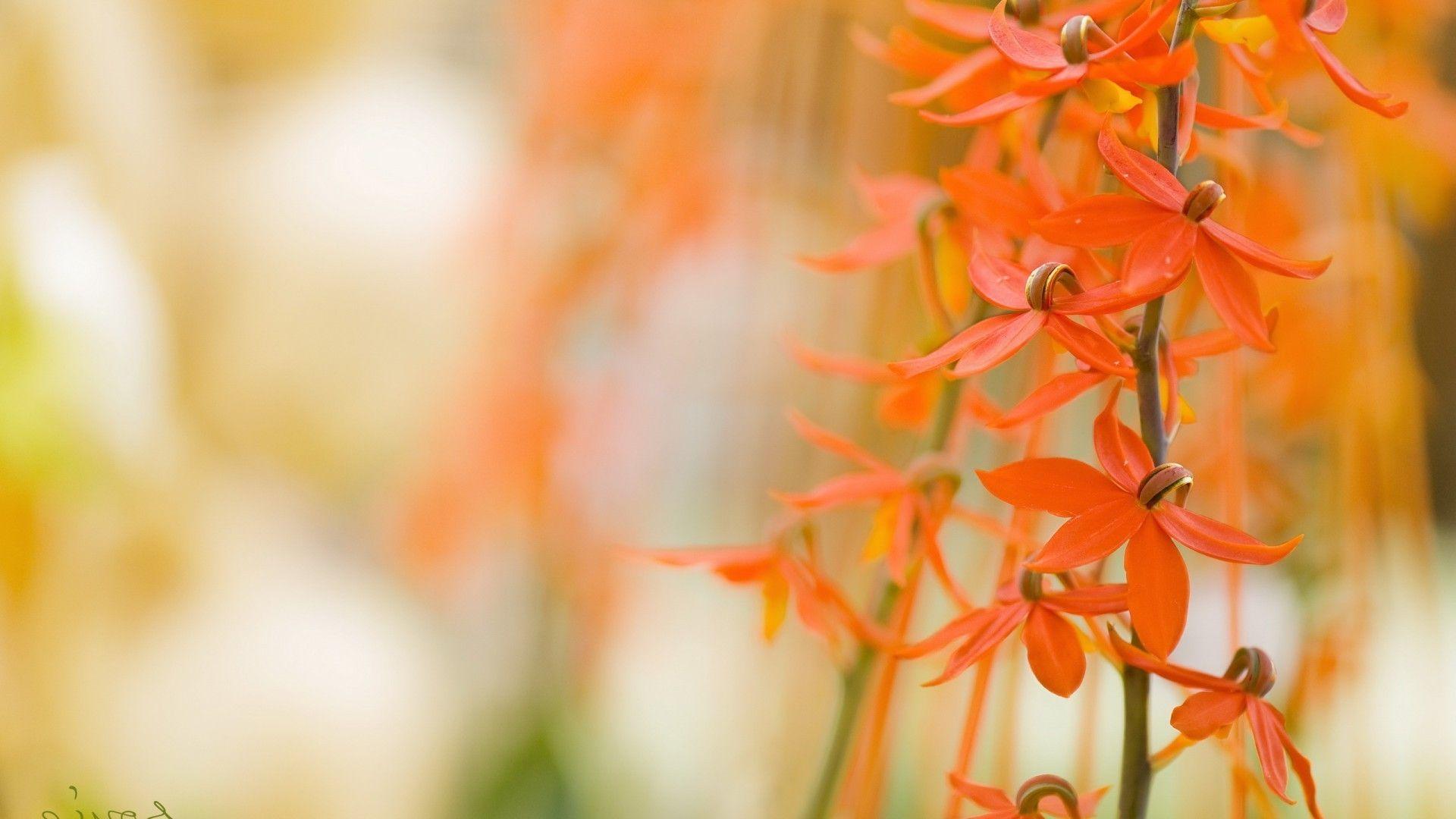 macro, Flowers, Orange Flowers Wallpaper HD / Desktop and Mobile