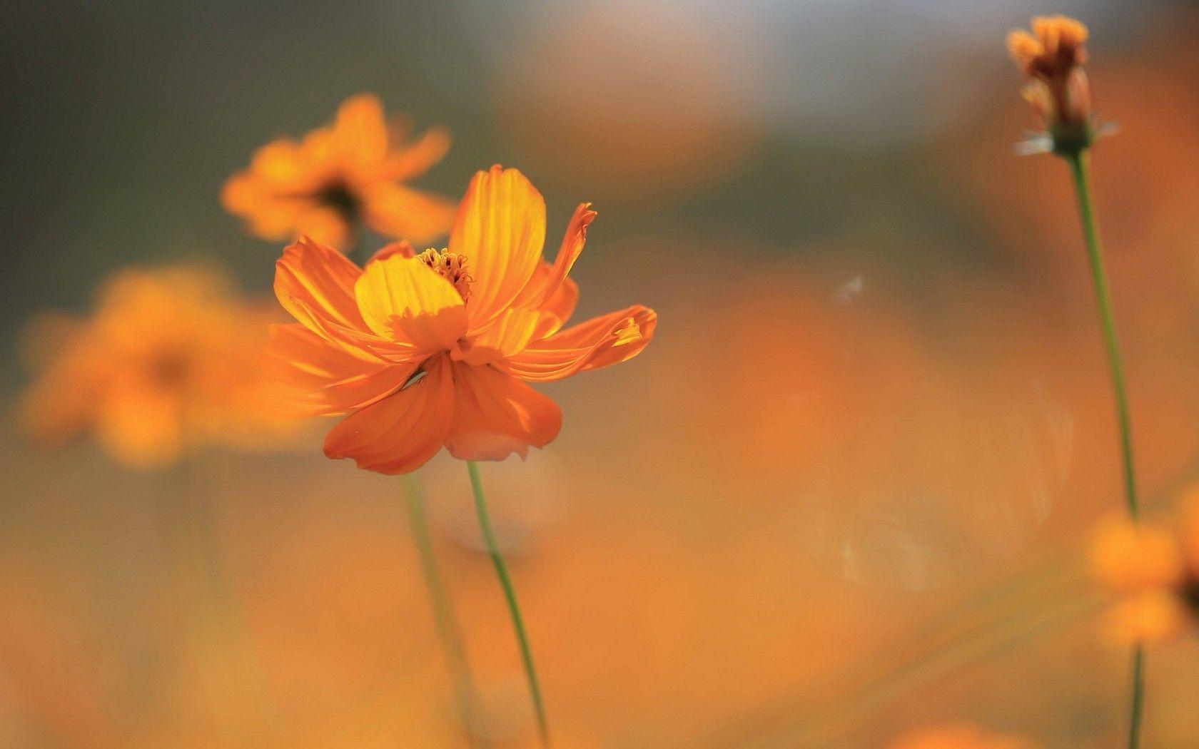 nature, Flowers, Cosmos (flower), Orange Flowers Wallpaper HD