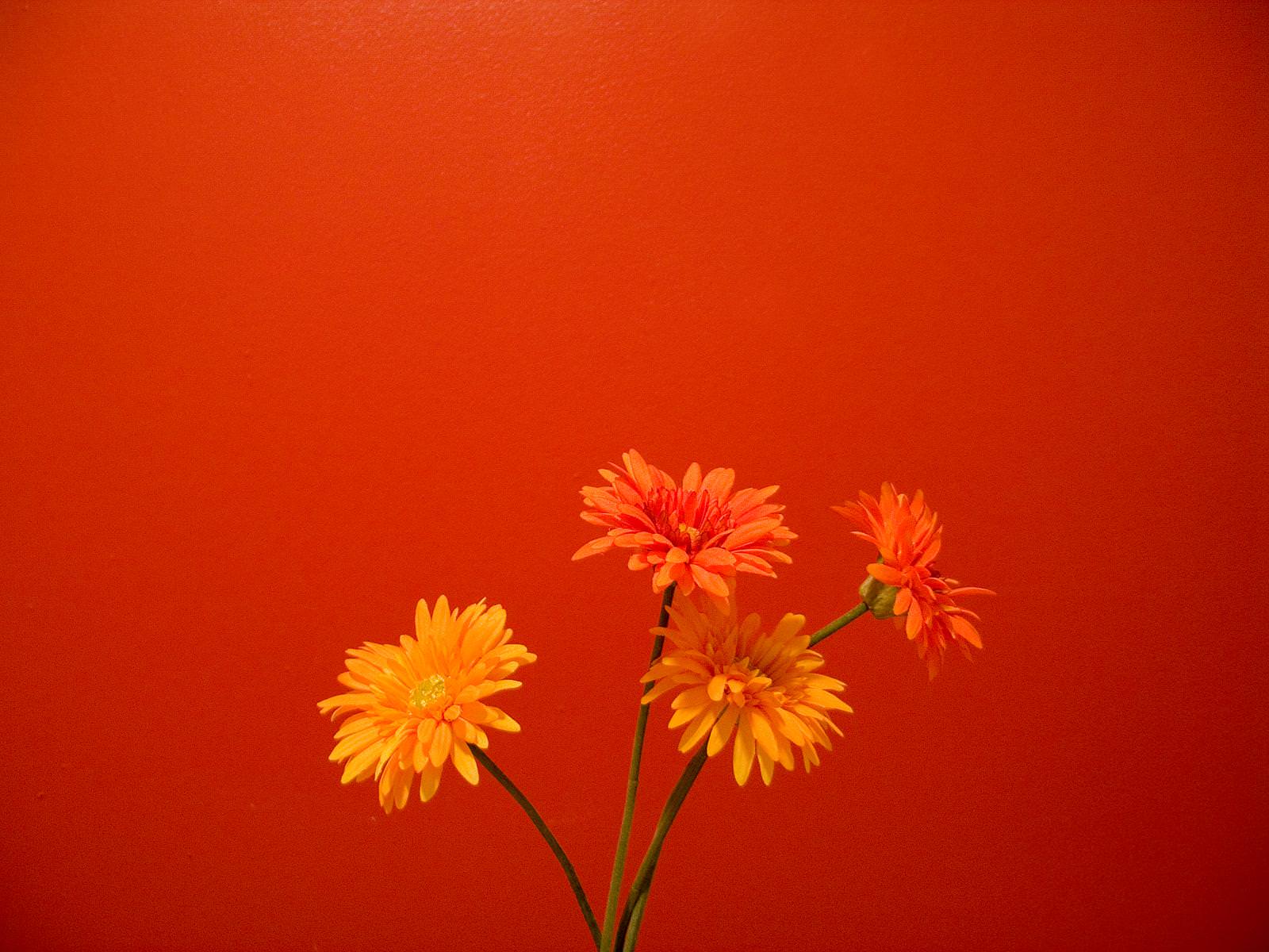 Orange Flowers Wallpaper