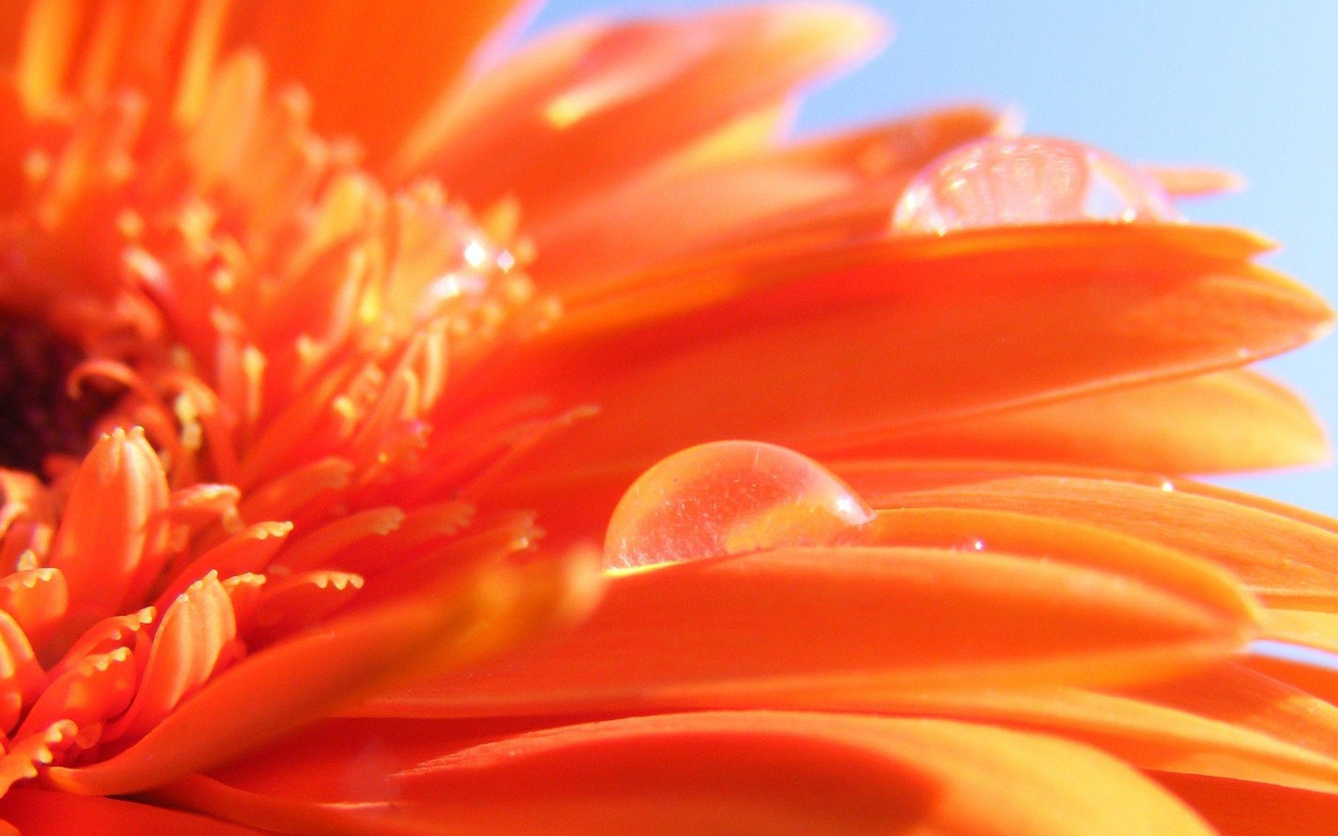 Free HD Orange Flowers Wallpaper Download