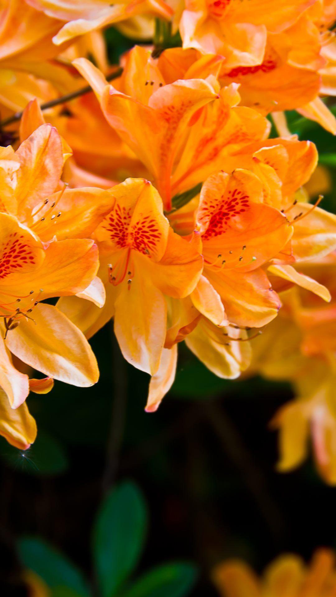 Light Orange Flowers HD Android Wallpaper free download