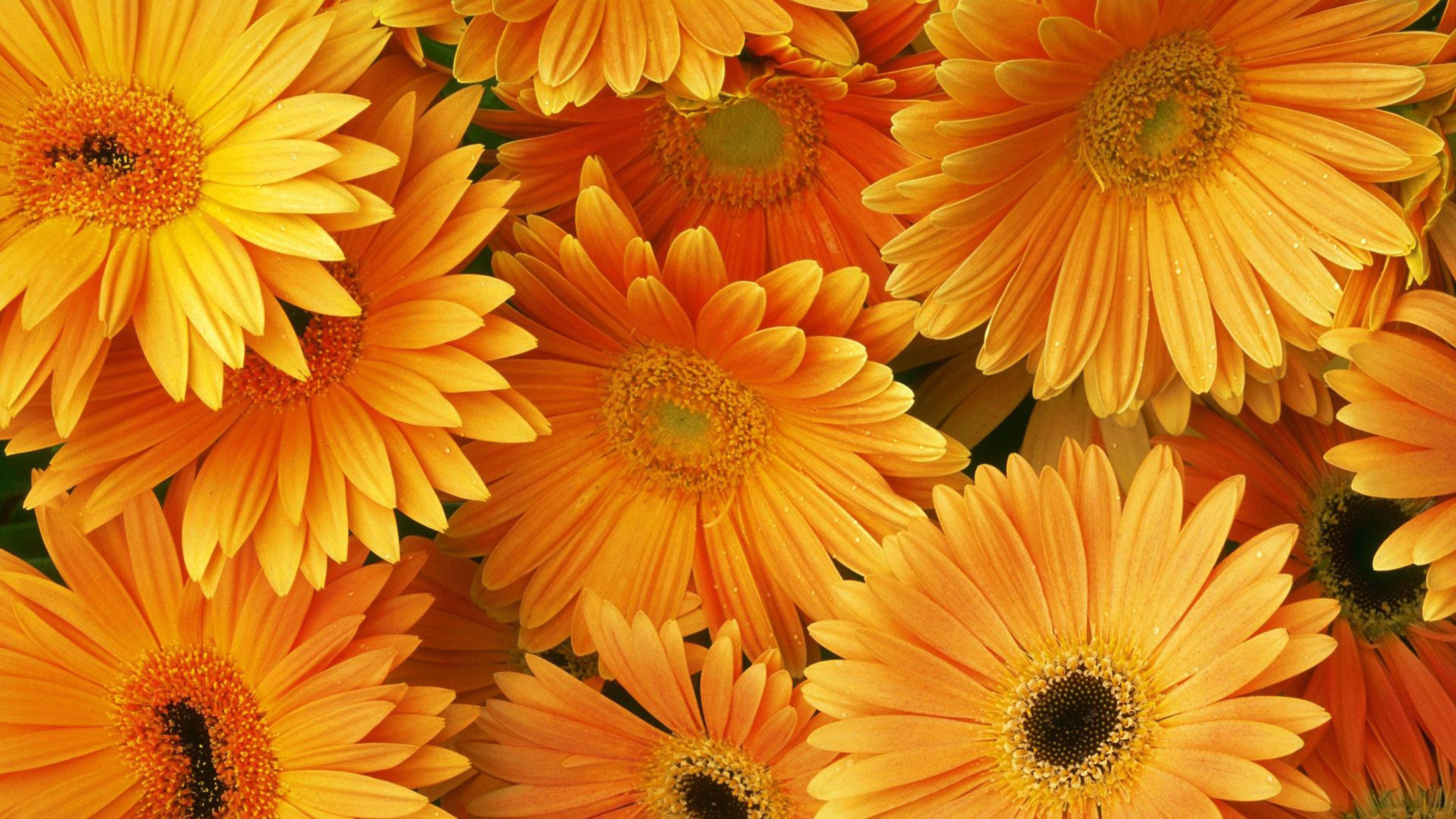 Orange Flowers HD Desktop Background Free Download, Wallpaper13.com