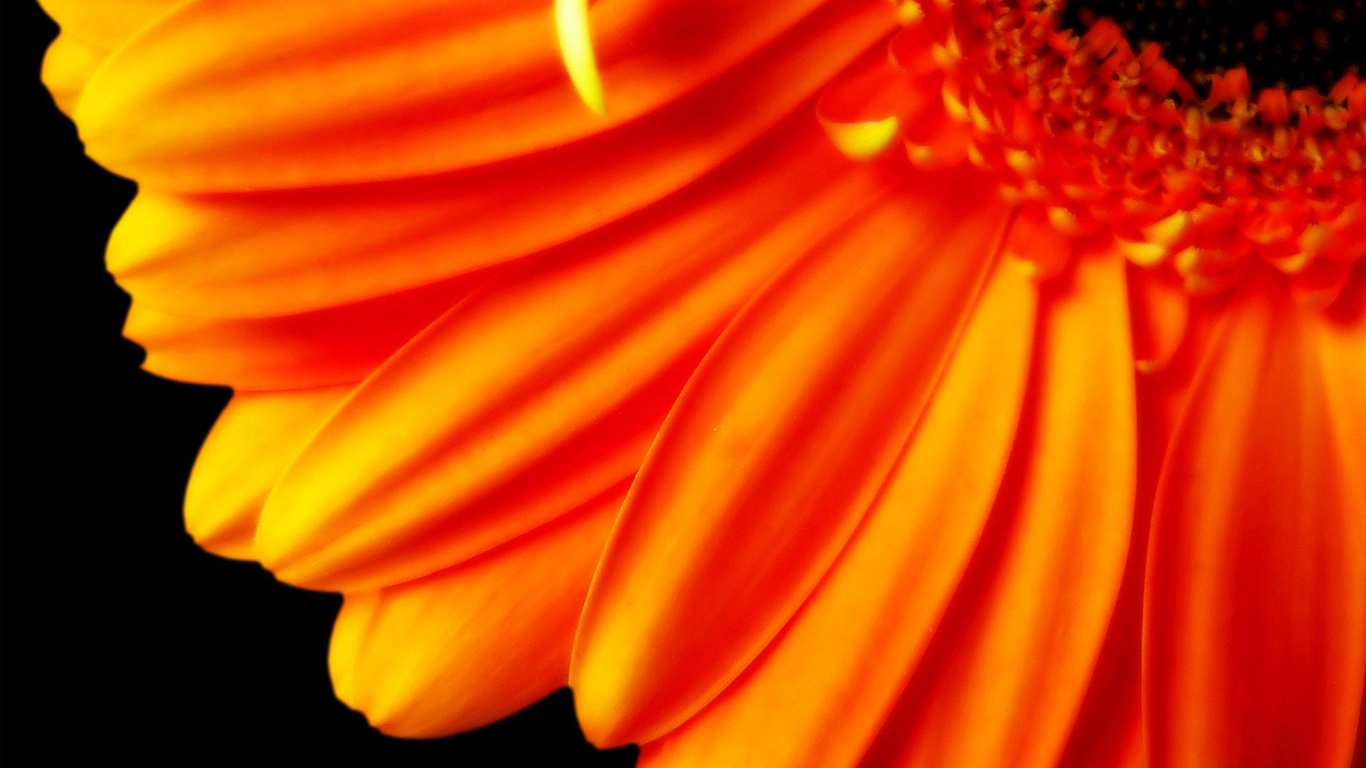 Pure Orange Flower 1080p Wallpaper