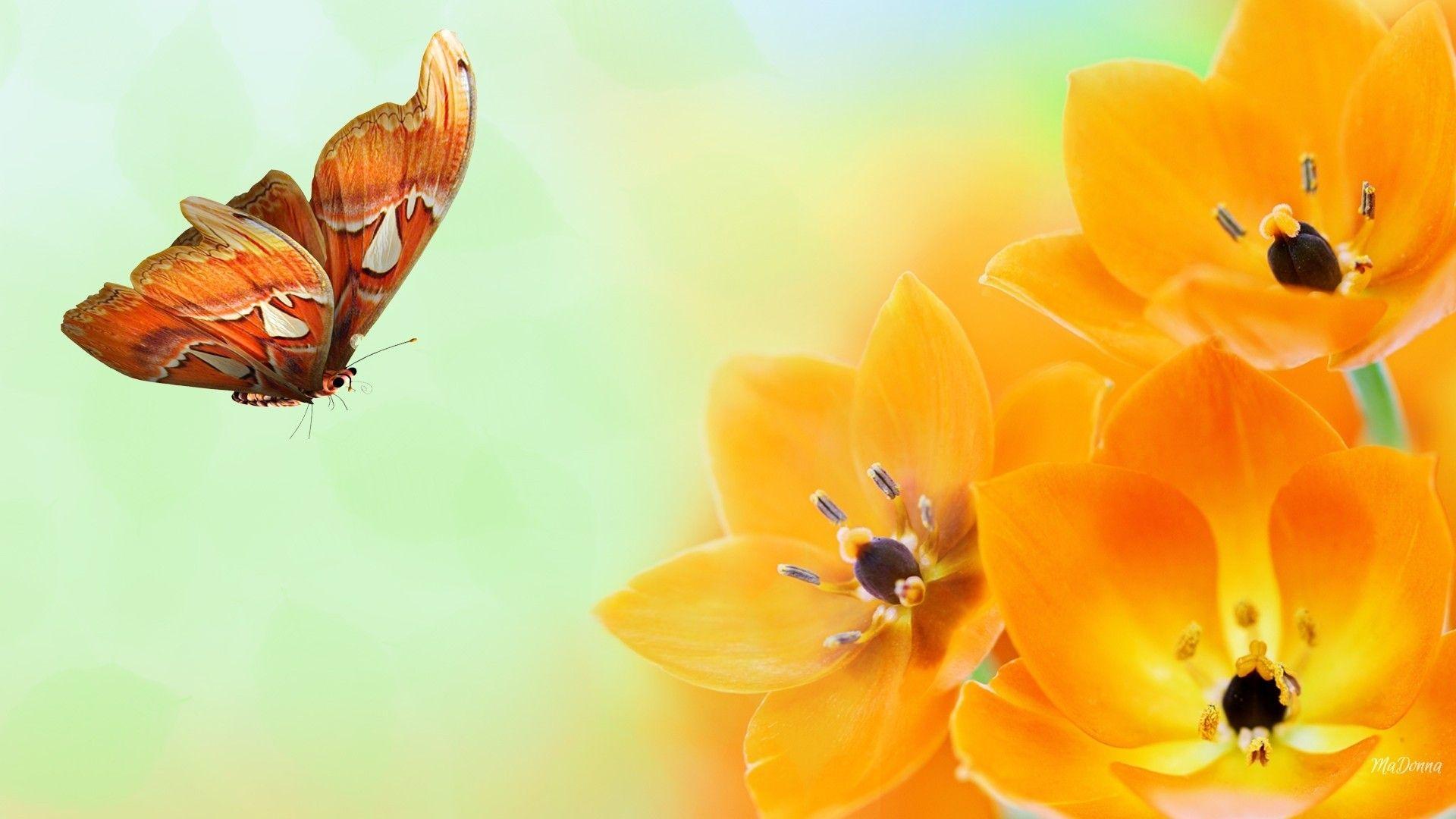 Flower: Butterfly Colors Orange Flowers Summer Spring Bright Flower