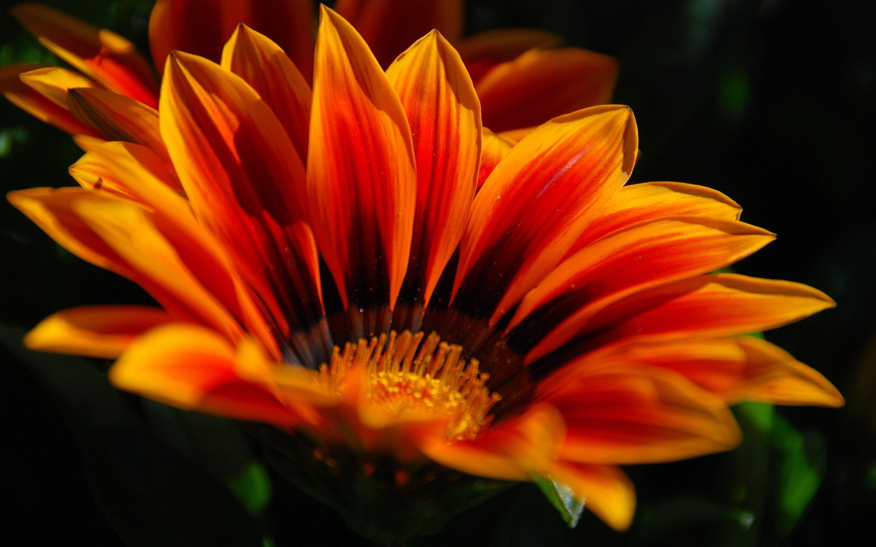 HD wallpaper download. Orange flower HD Wallpaper Picture Photo