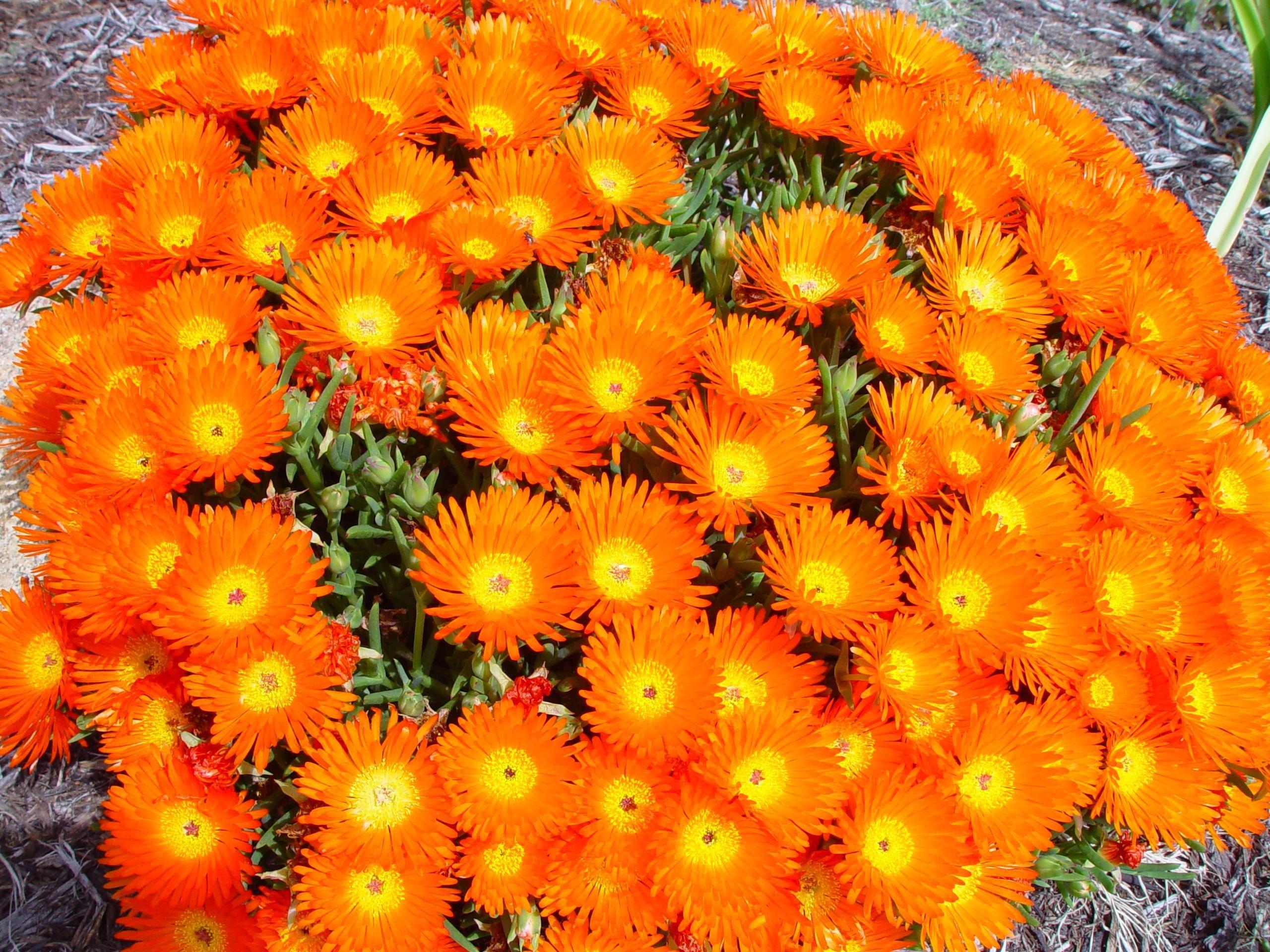 Orange Flowers HD Wallpaper