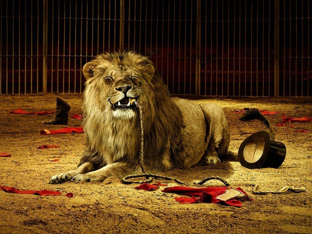 Animals Wallpaper: 3D Lion Wallpaper