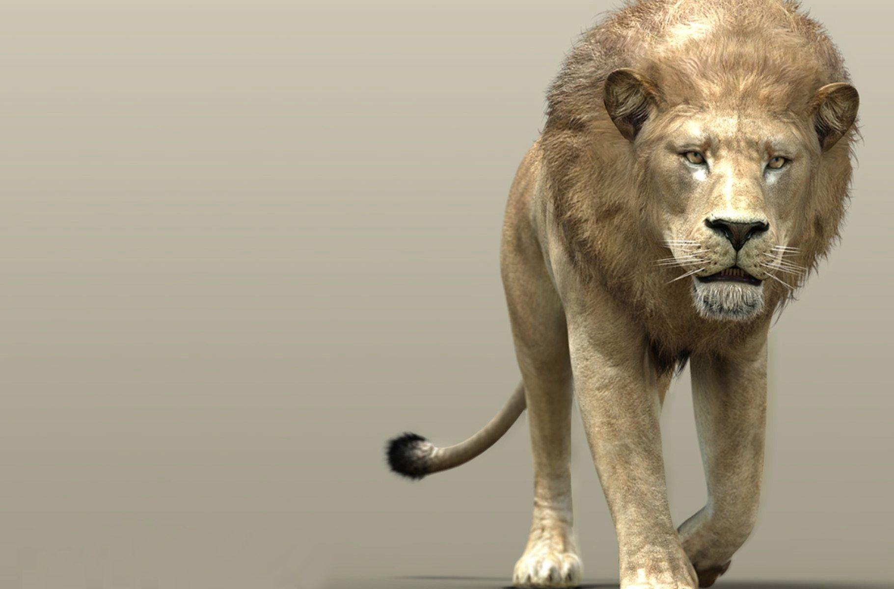 Free HD 3D Lion