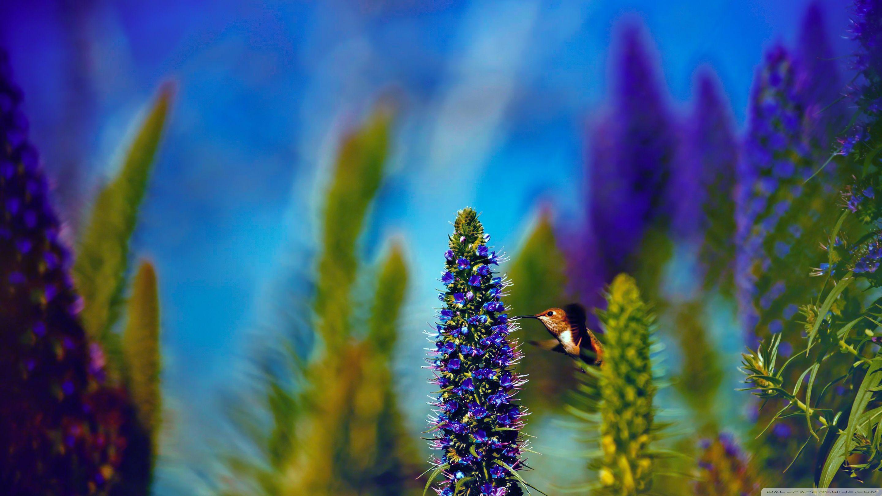 Hummingbird, Pride of Madeira Flowers ❤ 4K HD Desktop Wallpaper