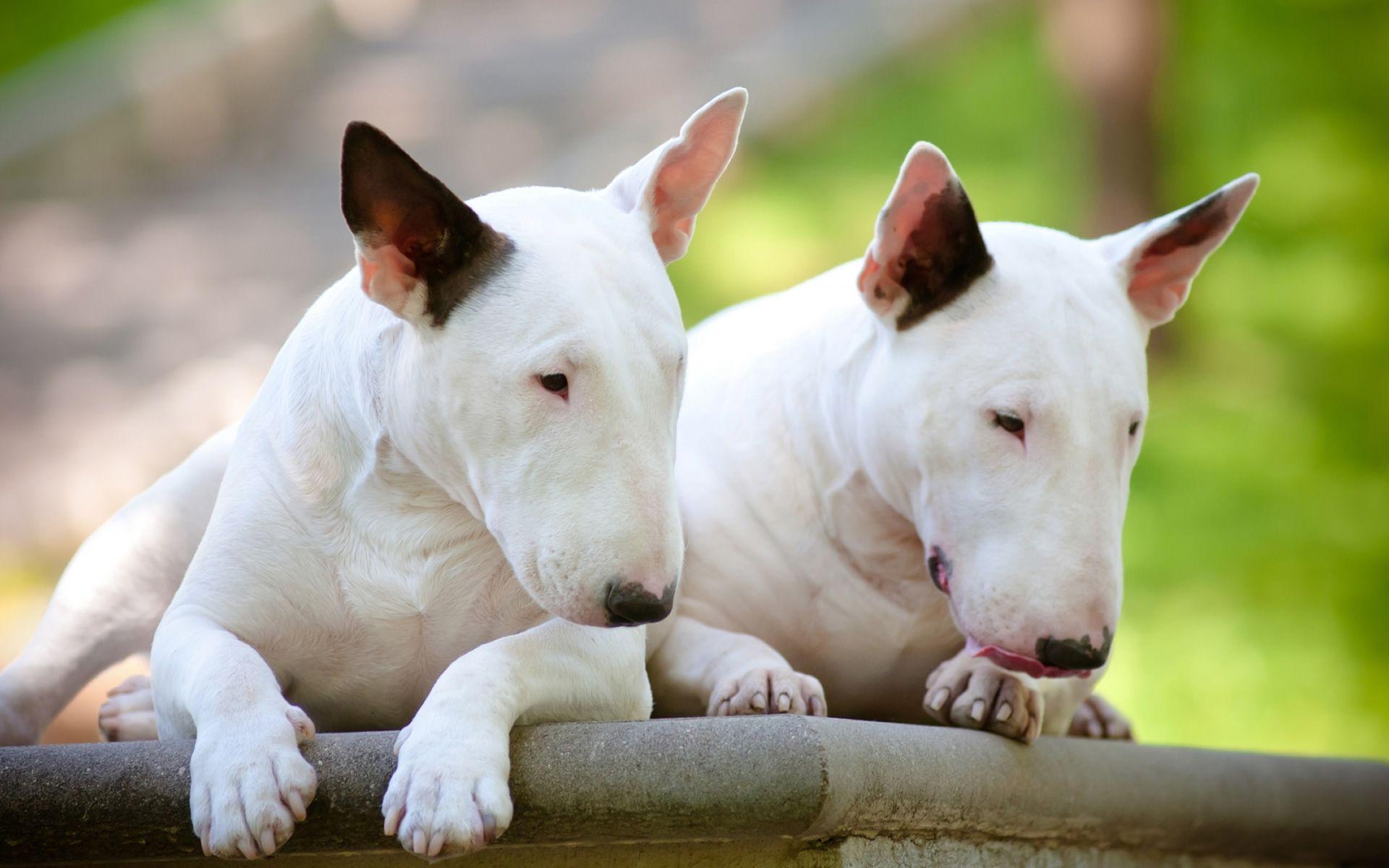 GL582: Bull Terrier Wallpaper, Bull Terrier Pics in Best