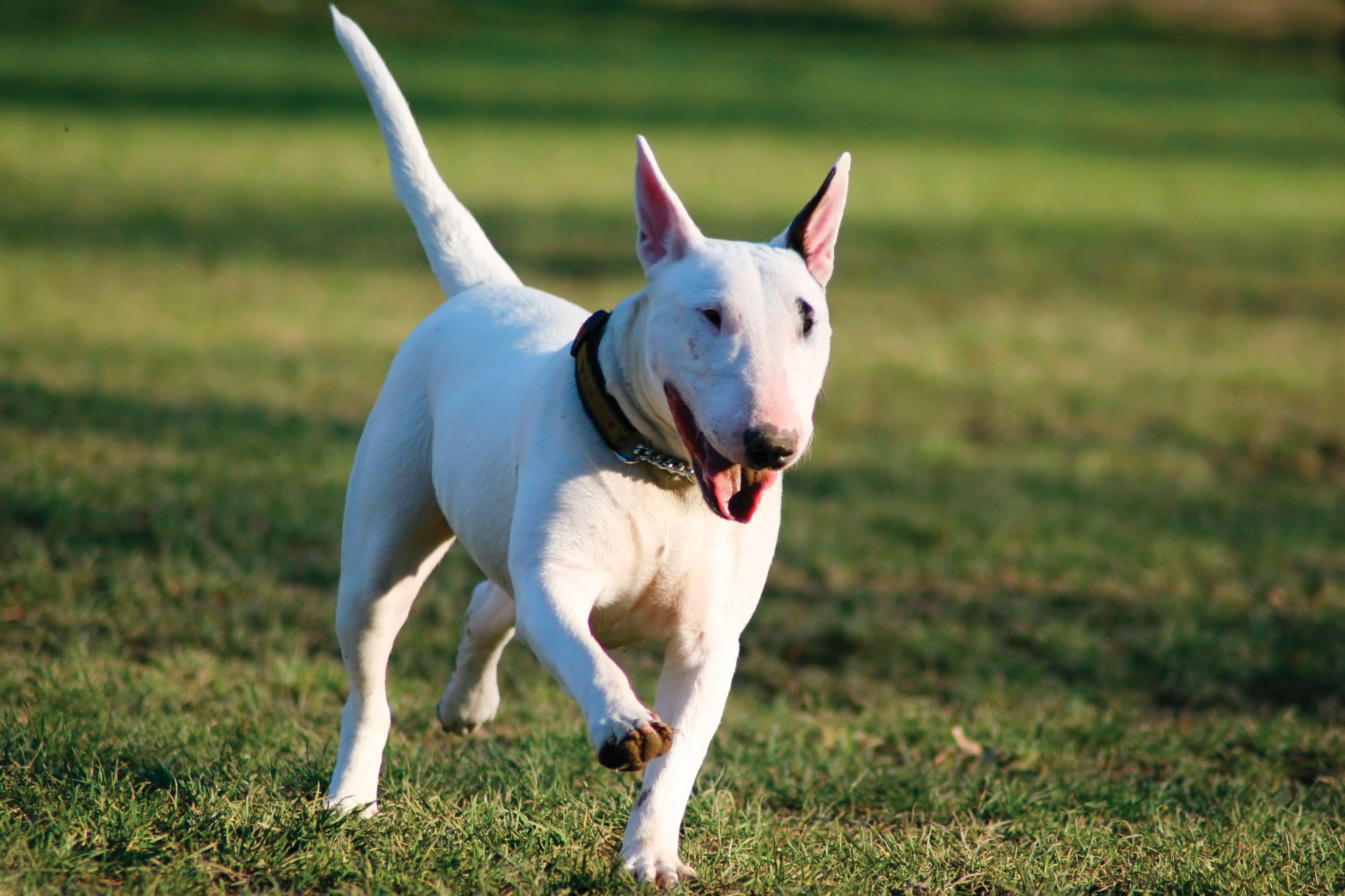 Bull Terriers Wallpapers Wallpaper Cave Bull Terriers Wallpapers Wallpaper Cave