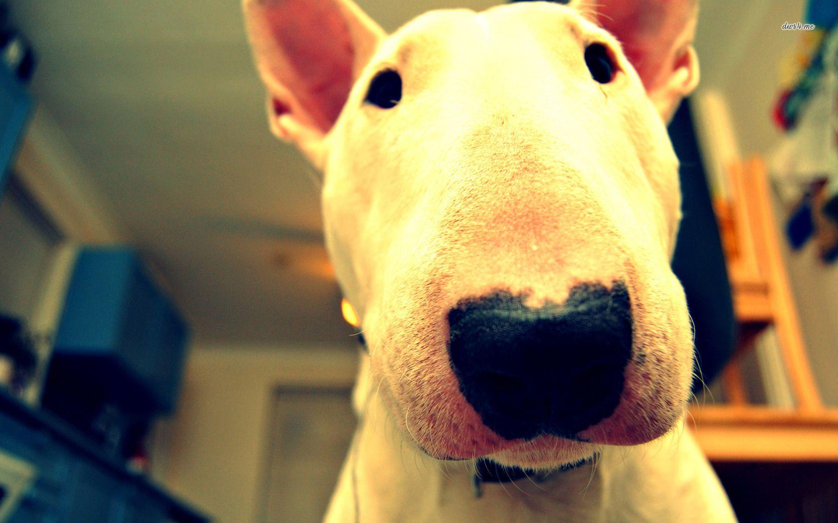 Bull Terriers Wallpapers - Wallpaper Cave