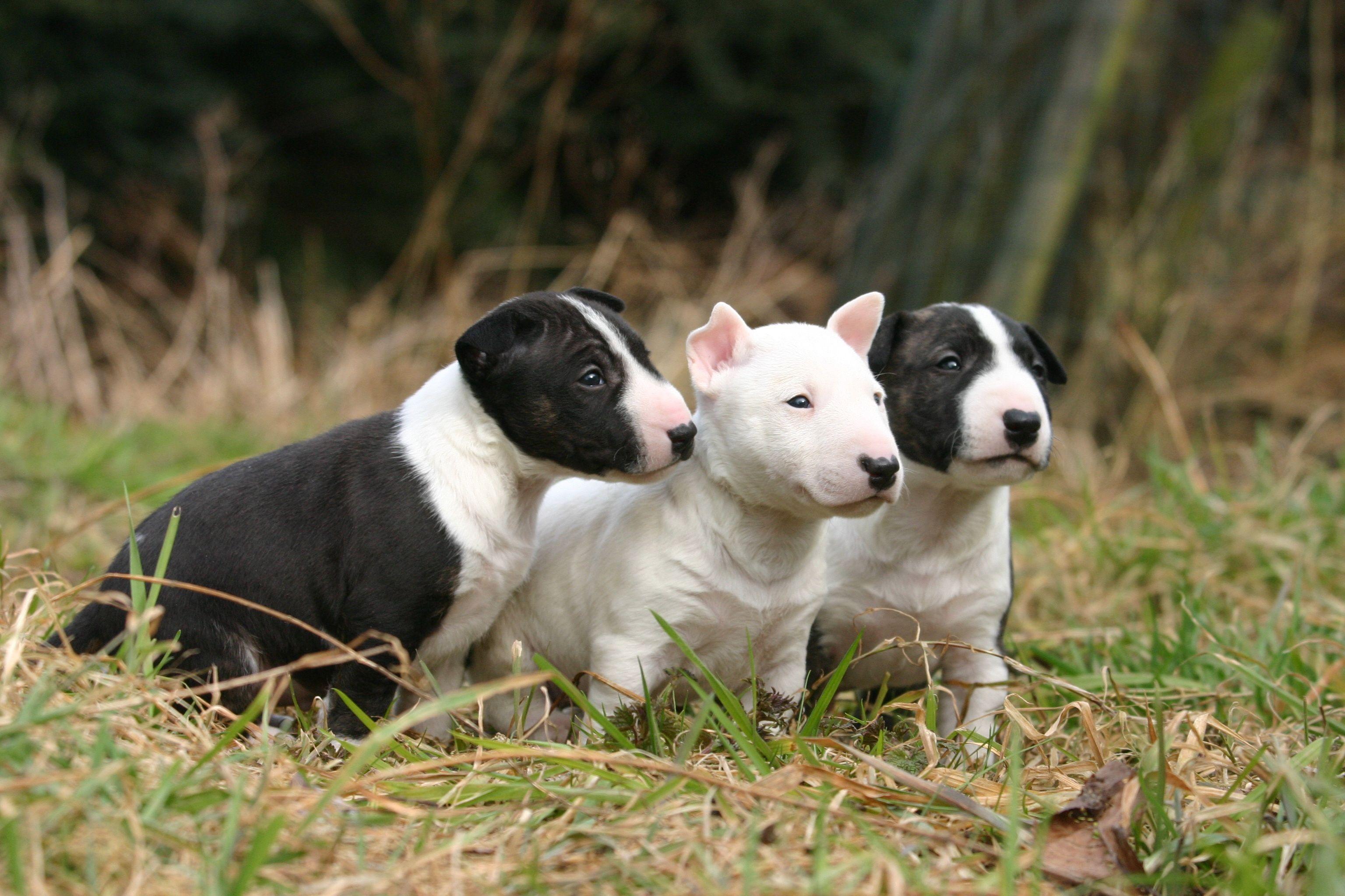 Three lovely Bull Terrier (Miniature) dogs photo and wallpaper