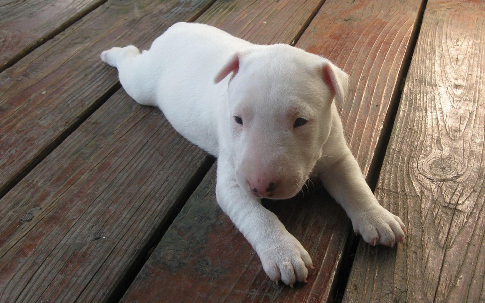 Bull Terrier puppy wallpaper Doggy Rocks