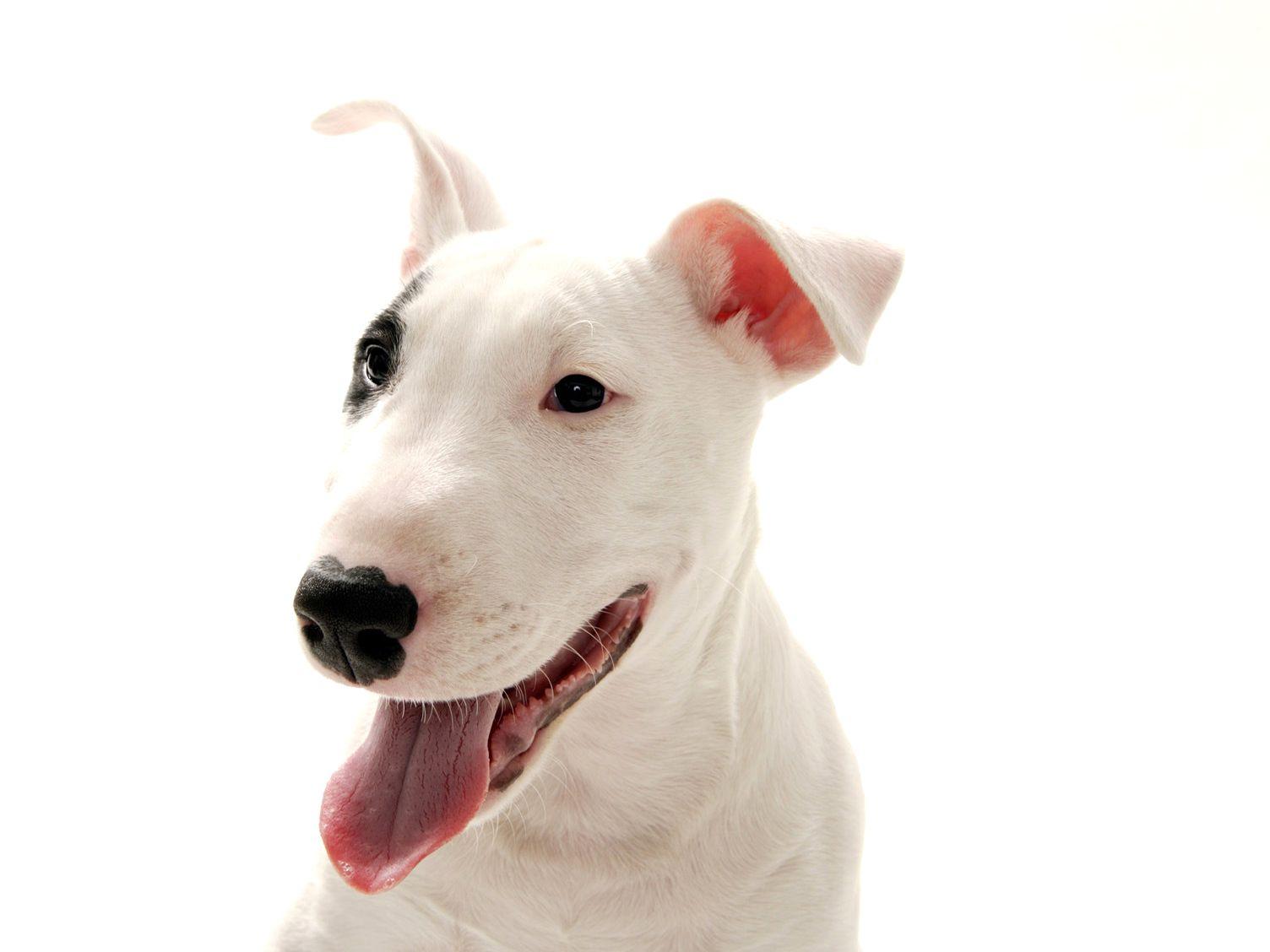Bull, Terrier, Animal Wallpaper, HD Dog Photo, Puppies, Pets