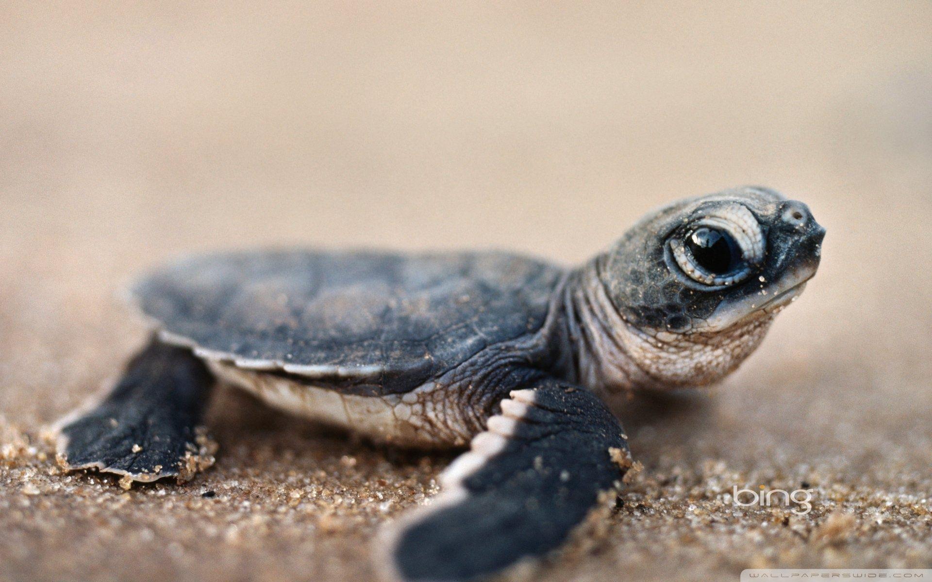 cute turtle pictures