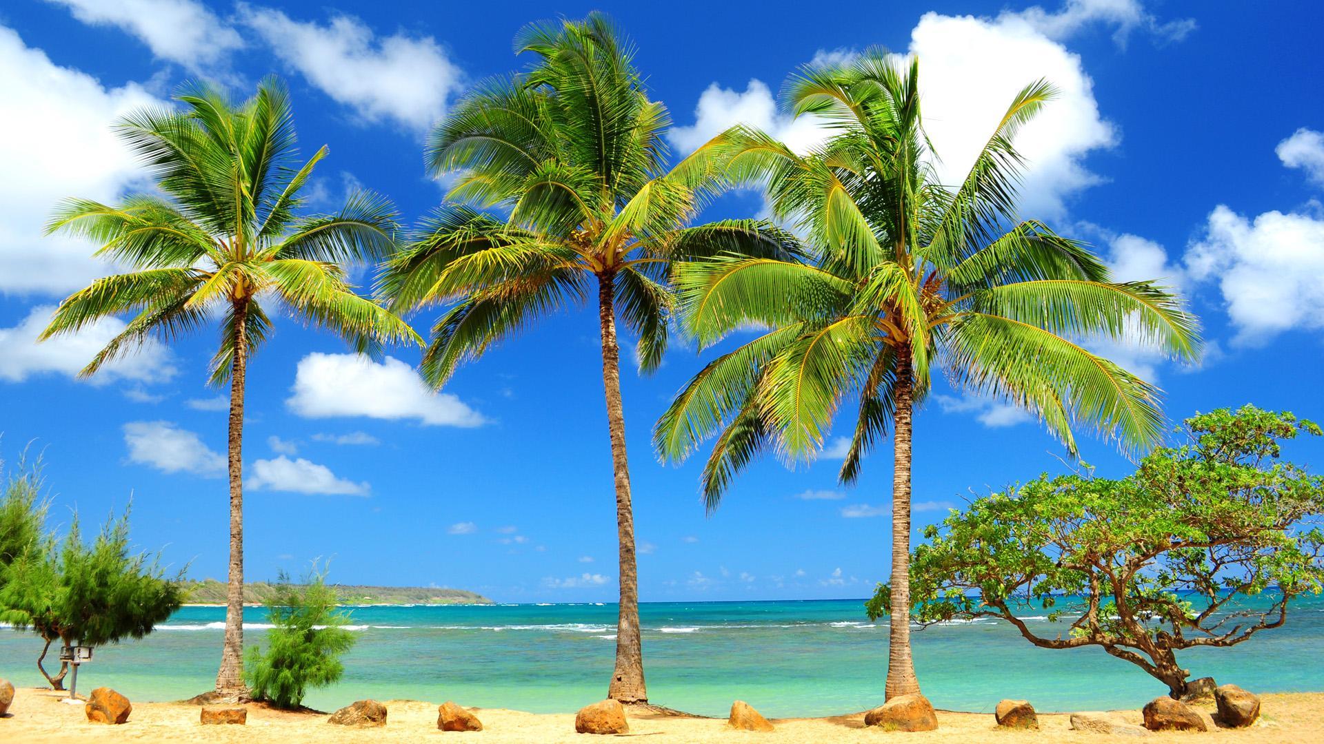 Caribbean Background
