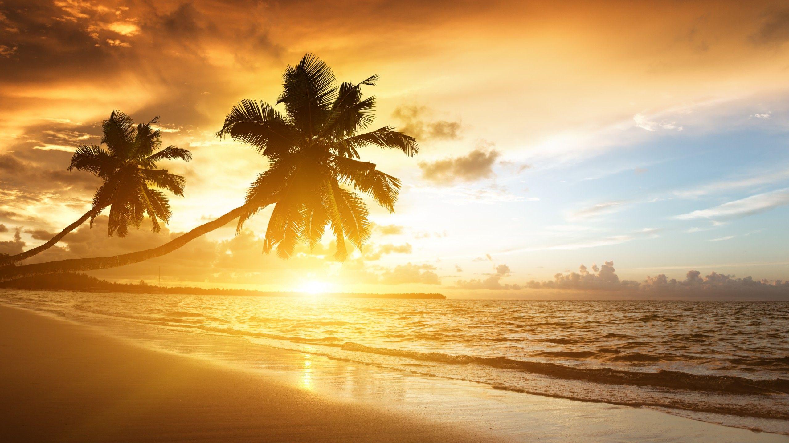 Wallpaper Caribbean Sea, Beach, Sunset, Palm trees, HD, 5K, Nature