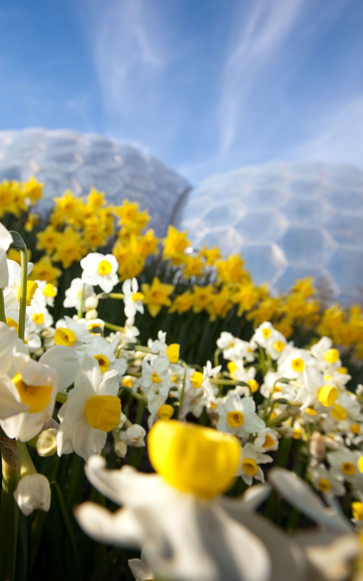 Free Eden Project wallpaper and desktop background image downloads