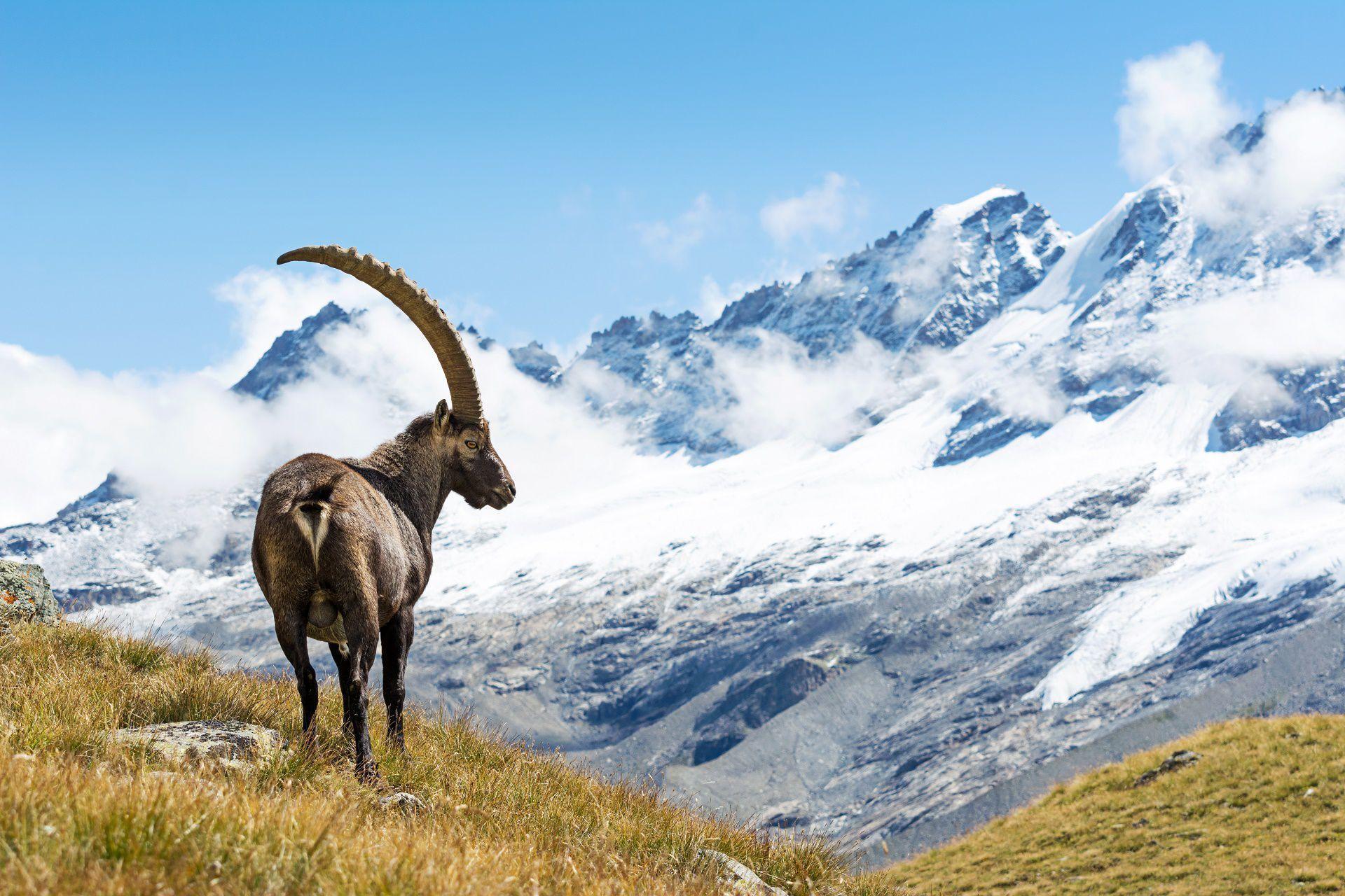 Alpine Ibex Wallpaper and Background Image