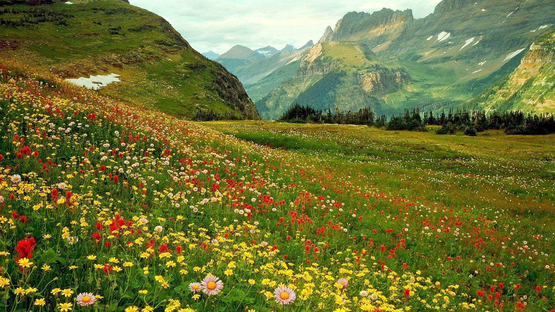 Field: National Garden Mountain Wildflowers Scenic Glacier Rocky