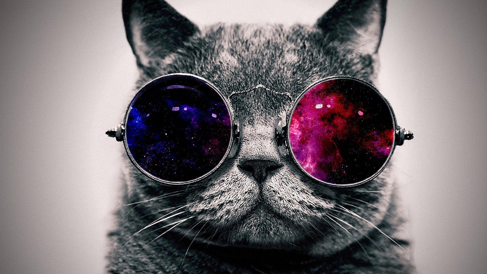 Download wallpapers 1920x1080 cat, face, glasses, thick full hd, hdtv