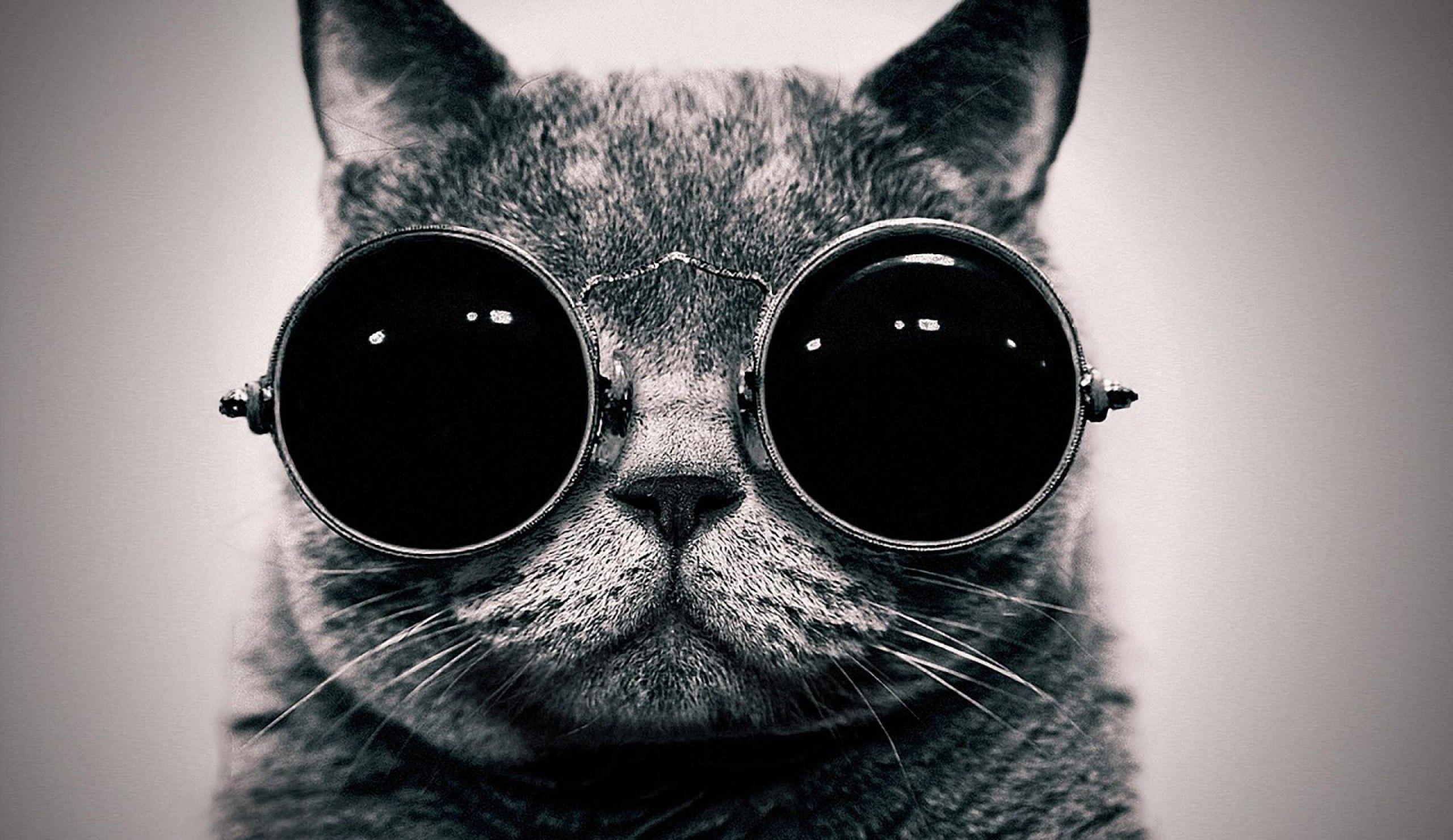 Cool Cat With Glasses Wallpaper Wallpaper and Background