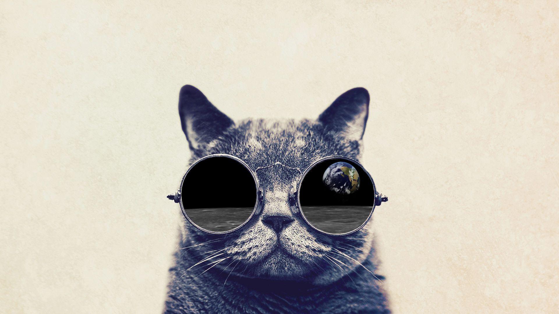 Cat With Glasses Wallpapers - Wallpaper Cave