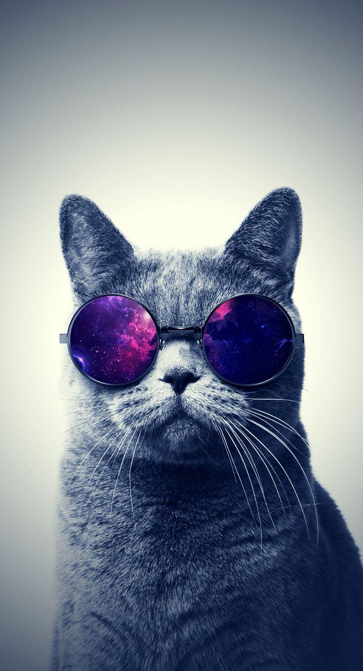 The cat with glasses