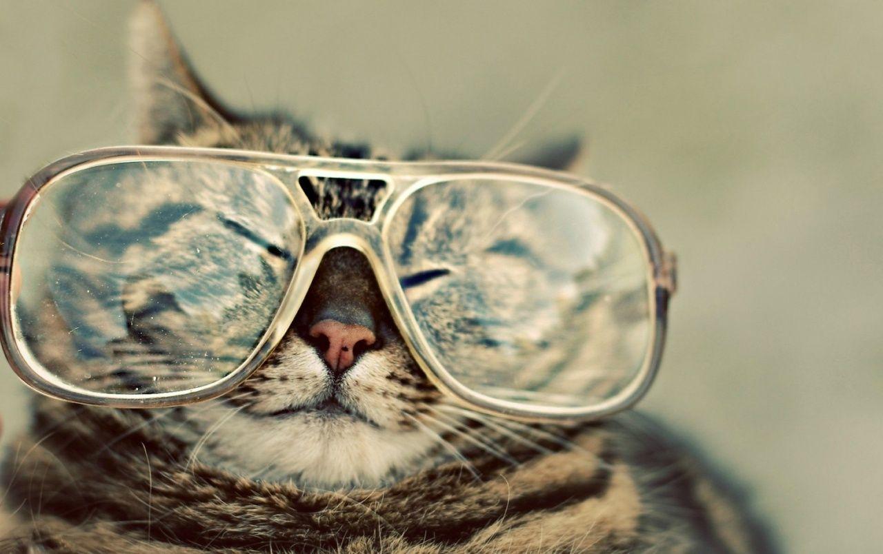 Funny Cat with Glasses wallpaper. Funny Cat with Glasses