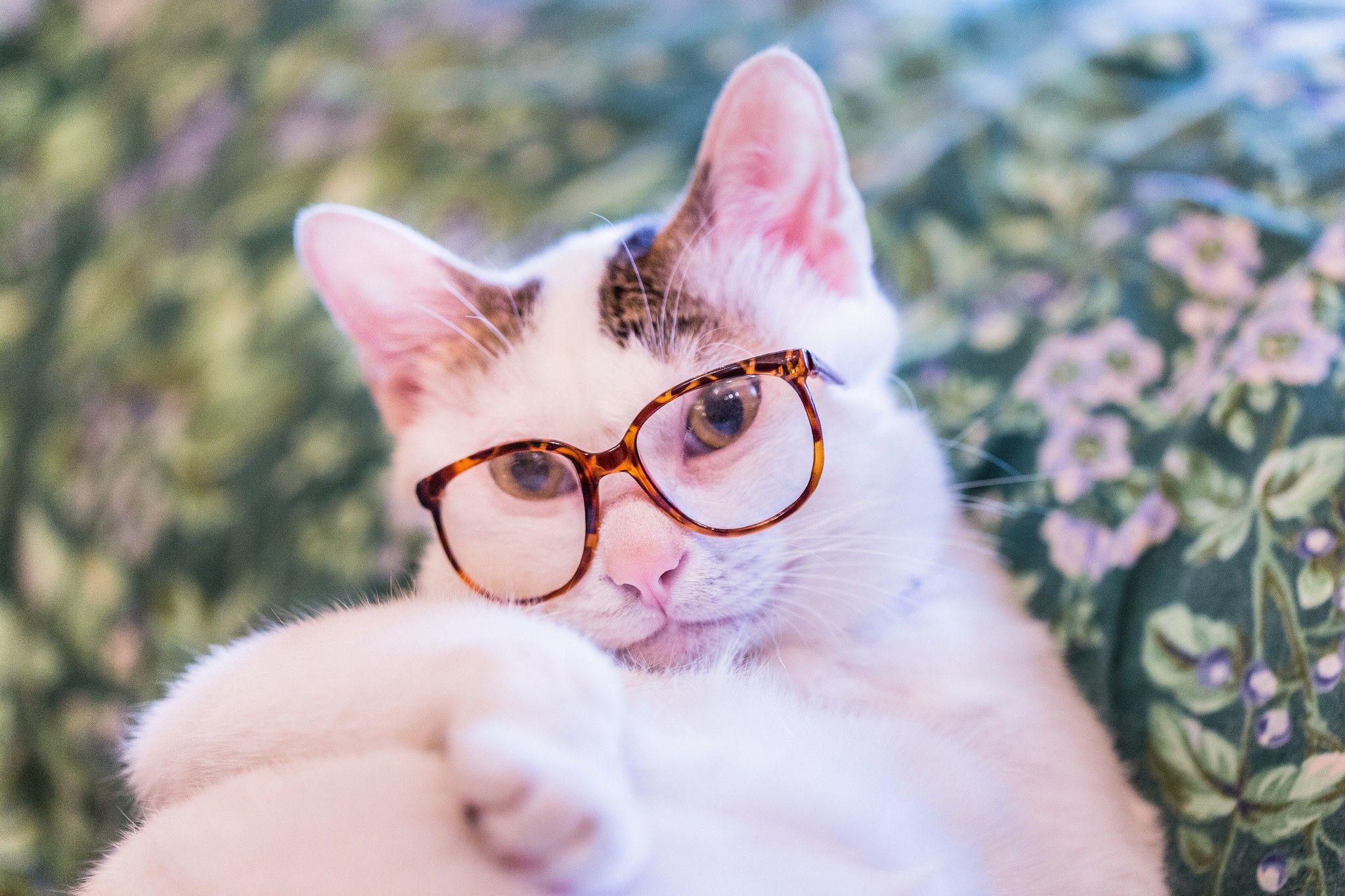 Animals Cats White cat with glasses HD Animals Cats White