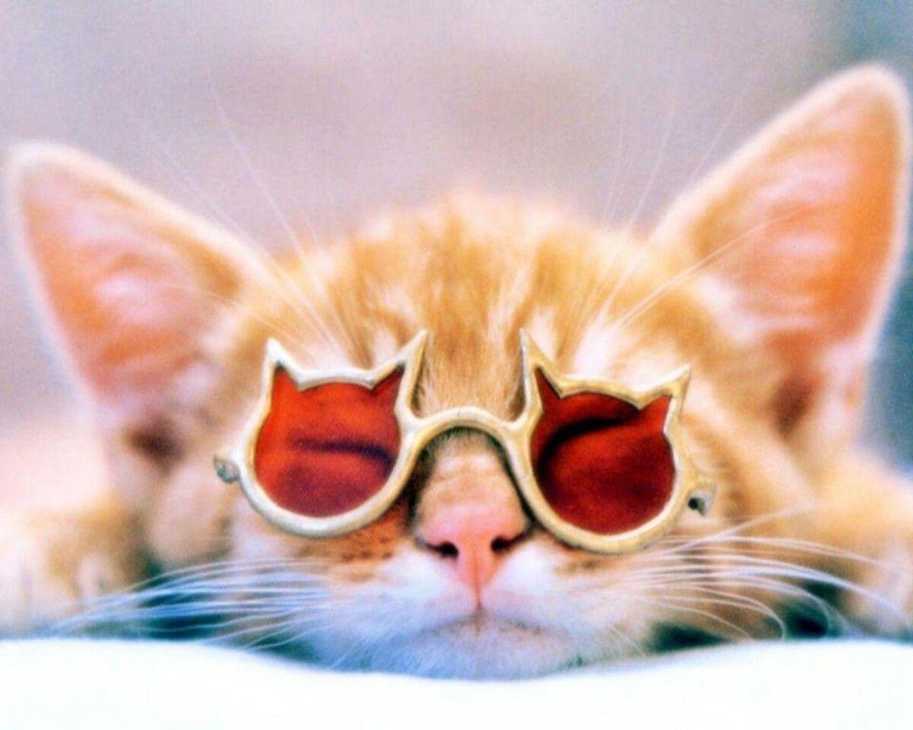 cats animals sunglasses 1280x1024 wallpaper High Quality Wallpaper