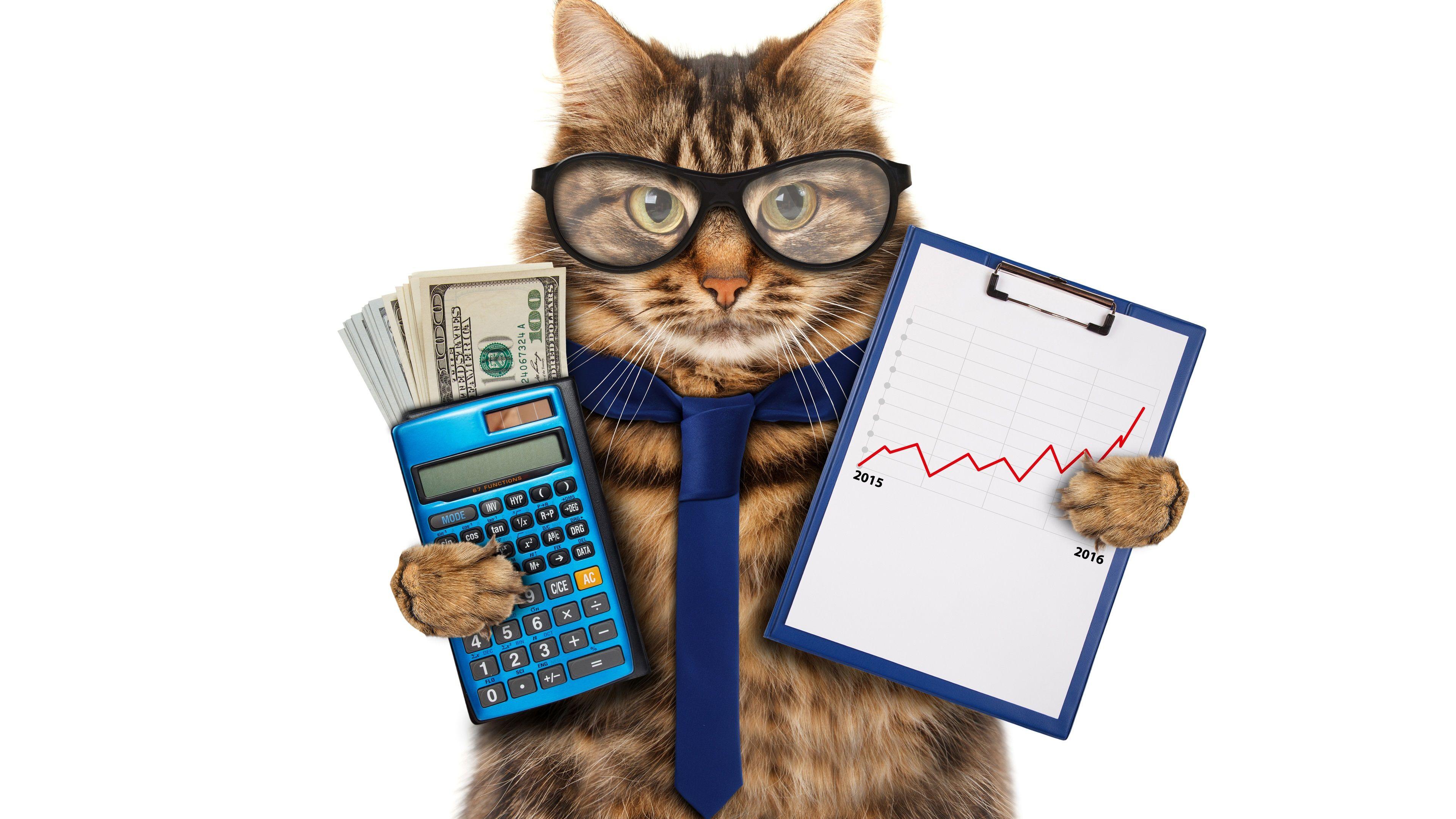 Wallpaper Funny animals, cat, glasses, tie, calculator, money