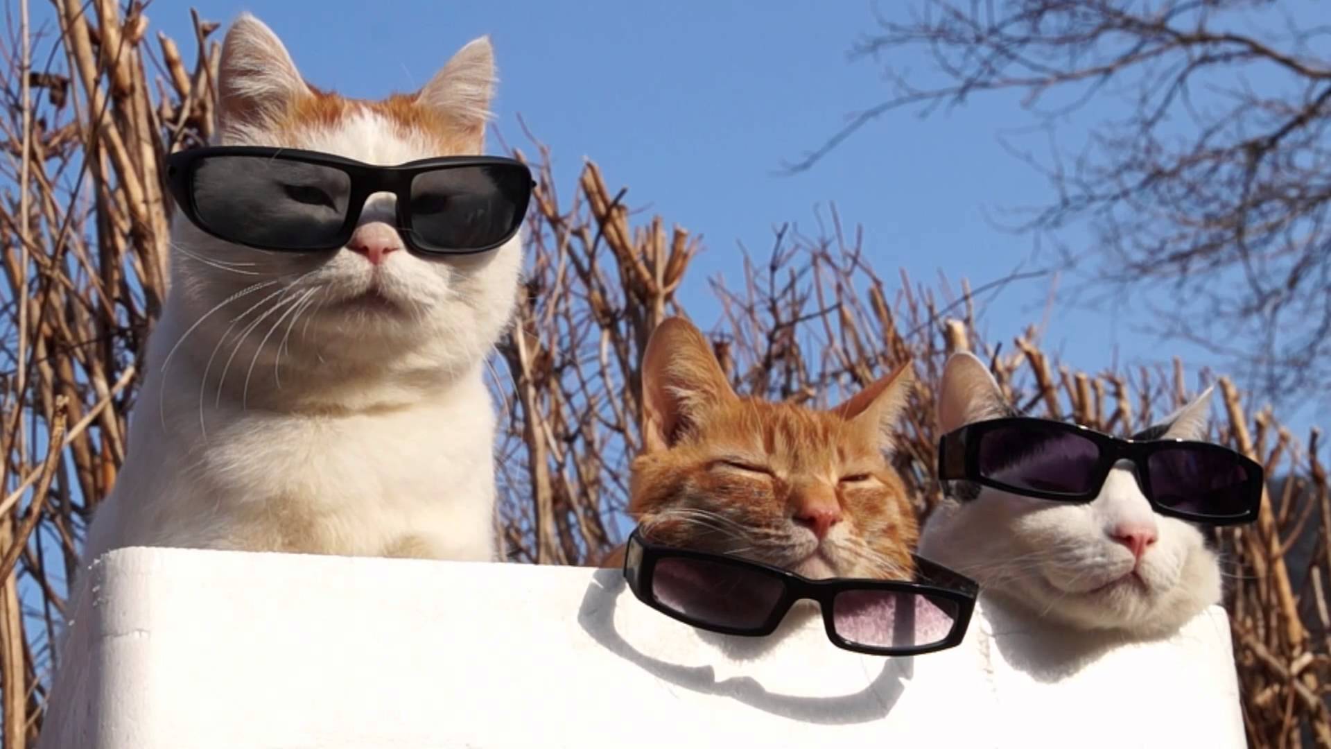 Cat With Sunglasses Wallpapers.