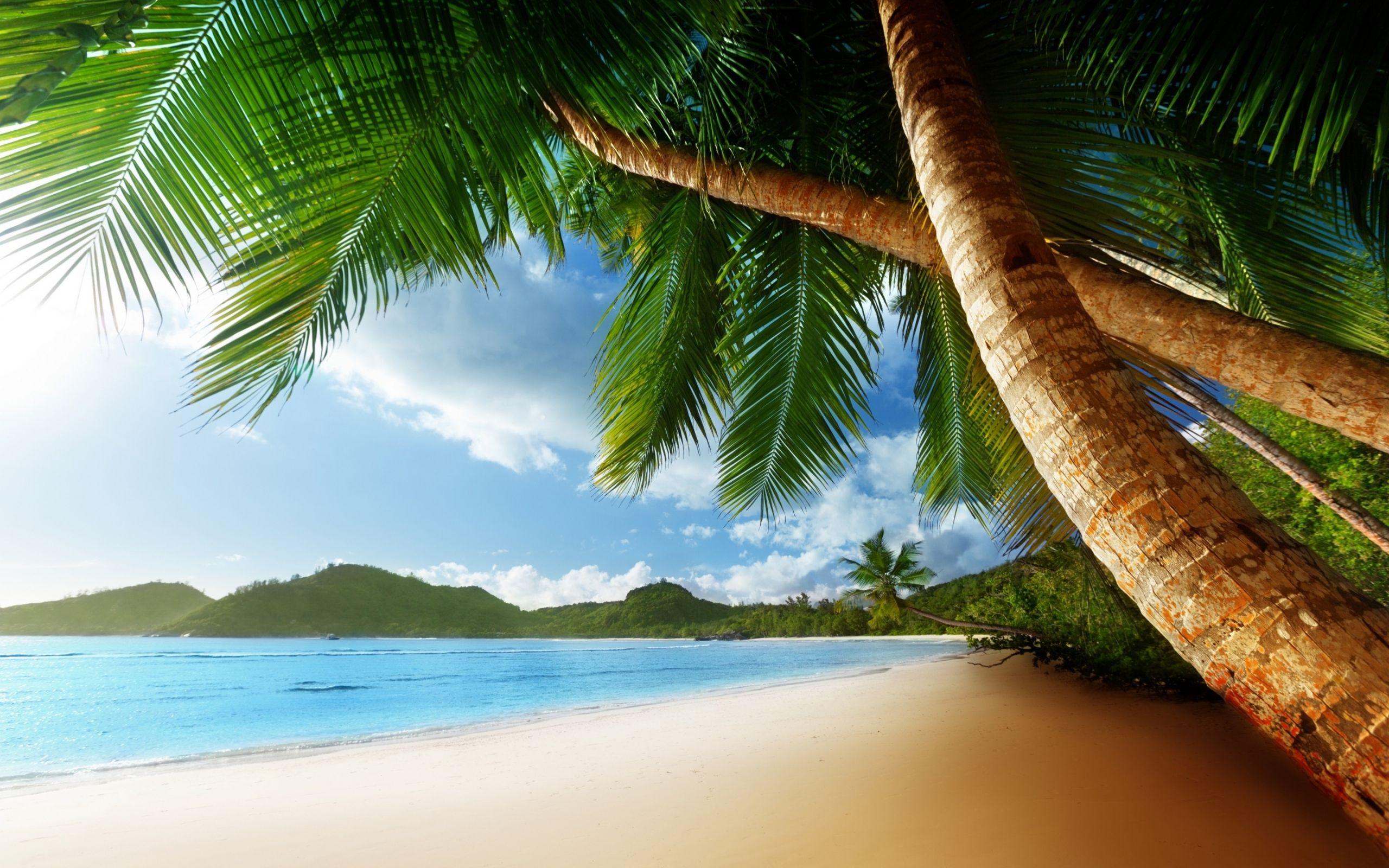 Exotic Island, Beach, Palm Trees, Ocean widescreen wallpaper. Wide