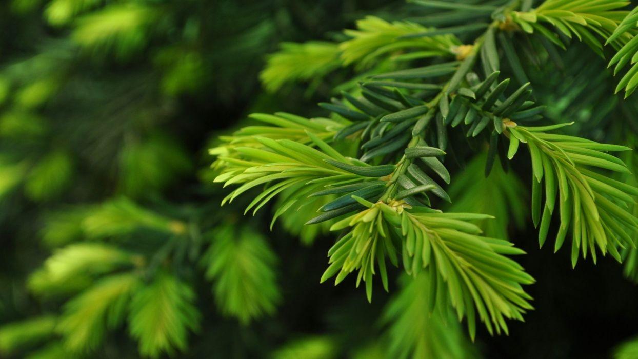 Green nature trees Christmas trees pine trees wallpaperx1080