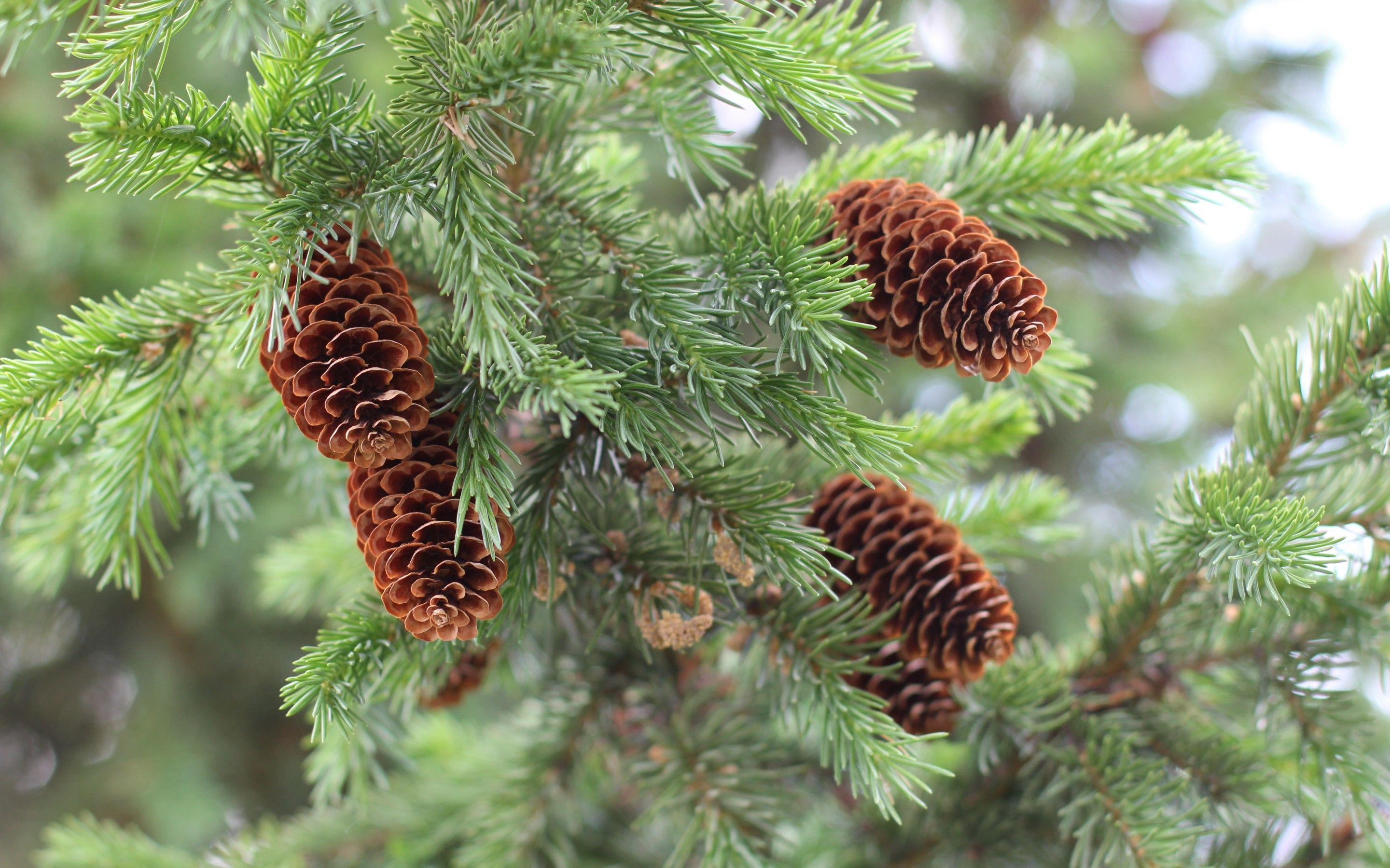 Pine Tree HD Wallpaper and Background Image