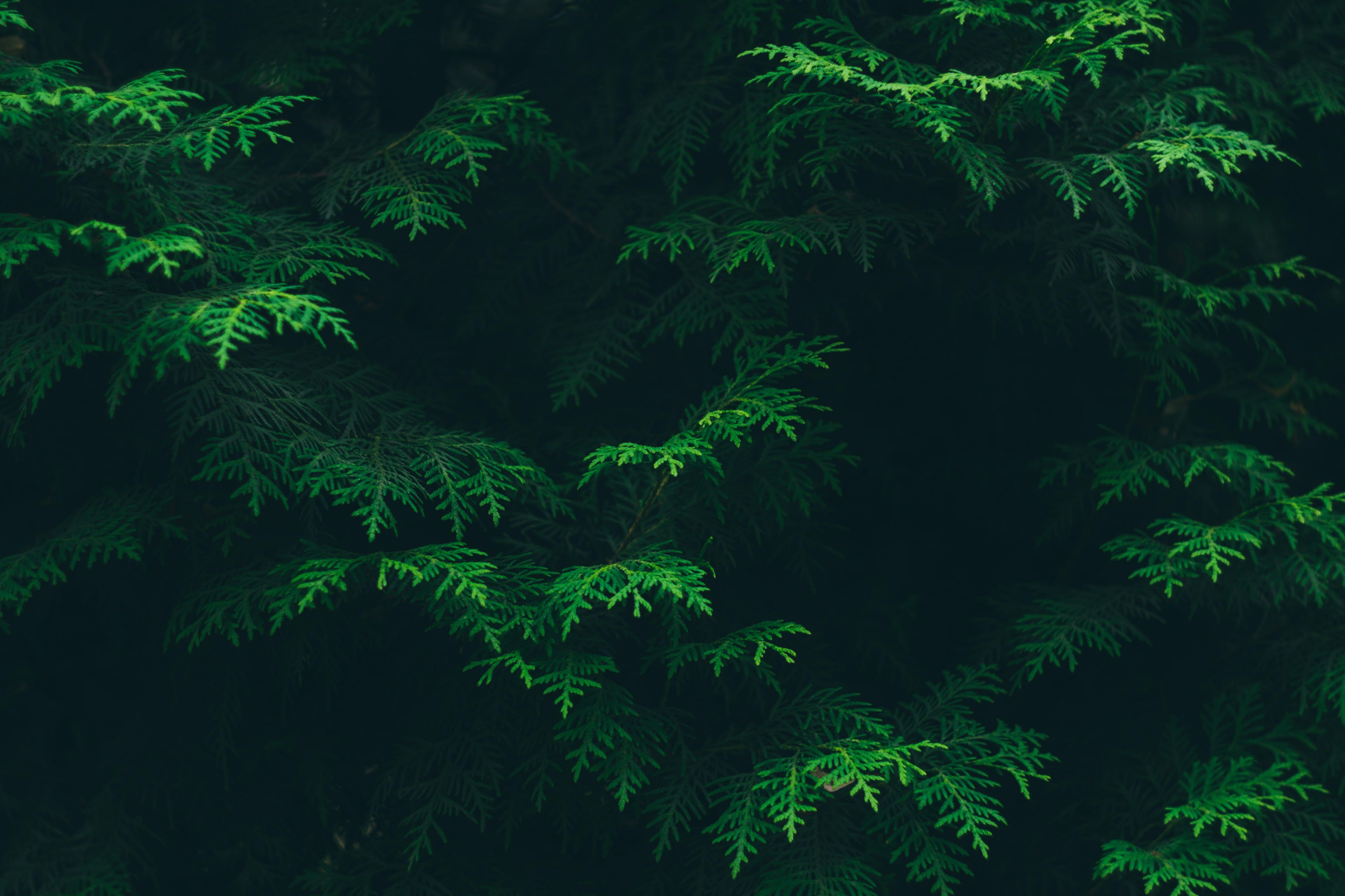 Green Pine Tree Leaves HD wallpaper