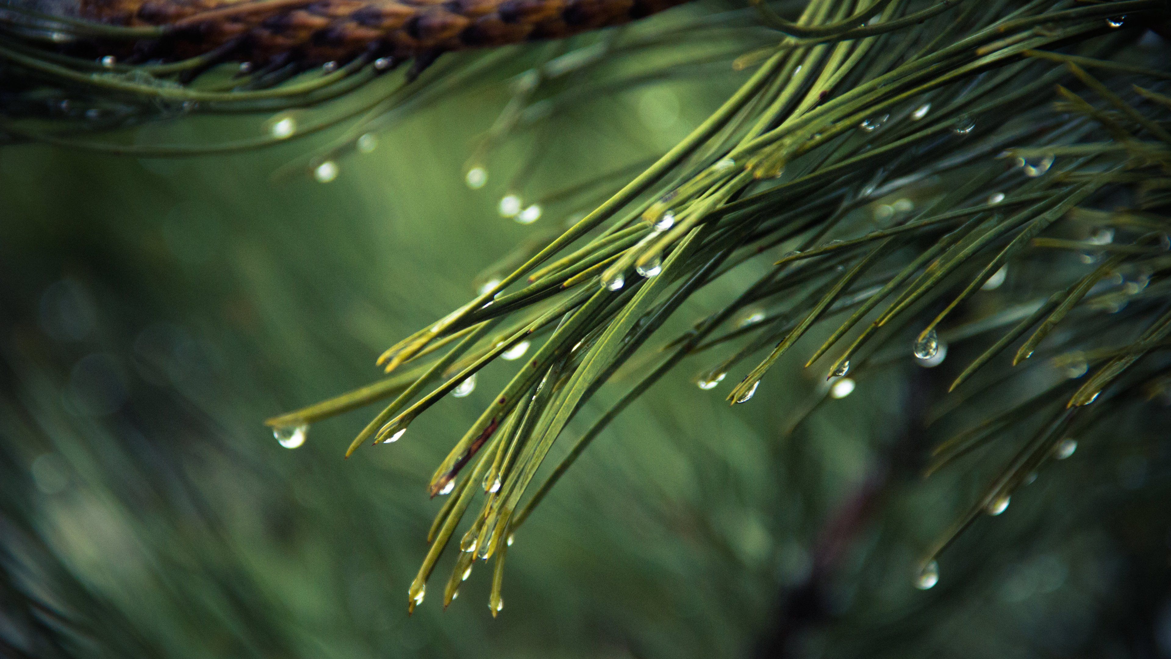 Dew on Pine Tree Wallpaper & Desktop Background