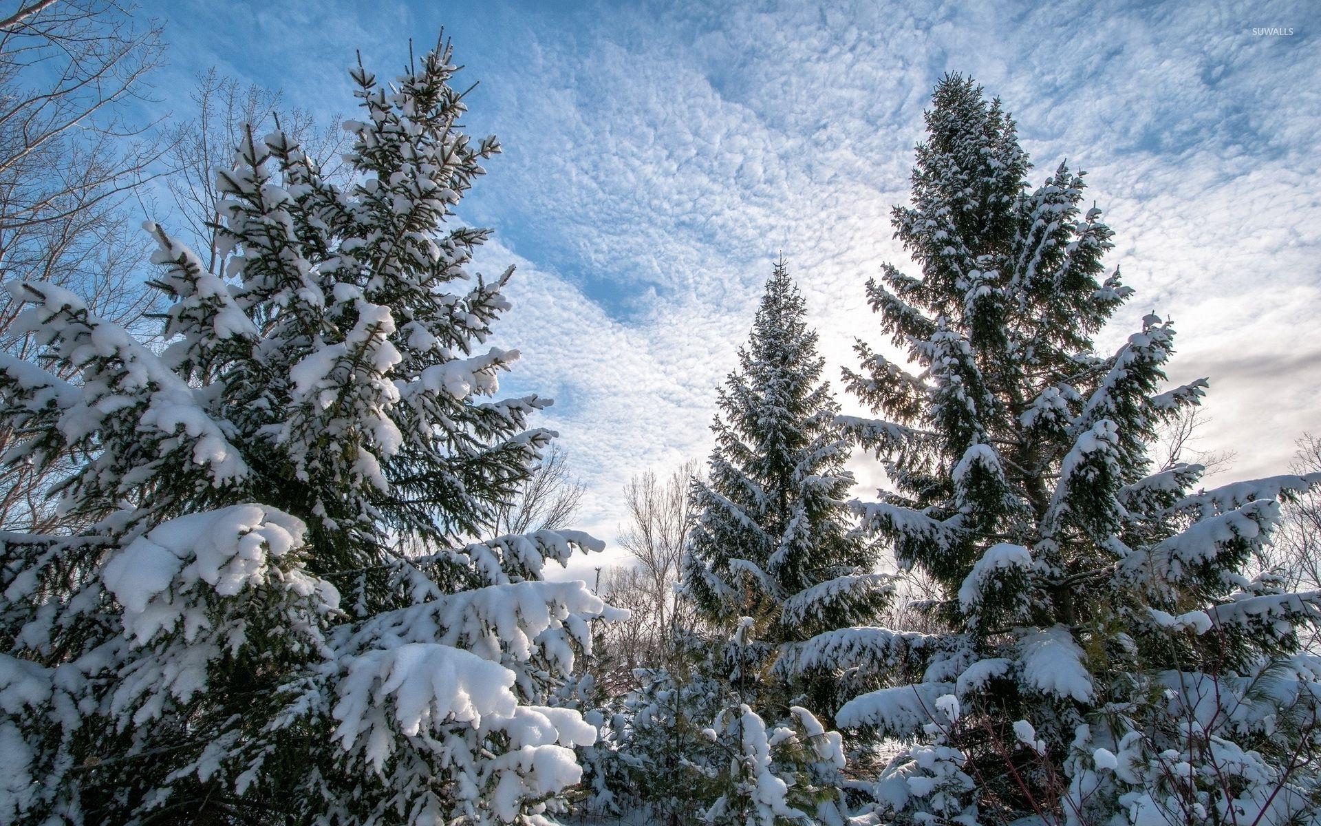 Heavy snow on the tall pine trees wallpaper wallpaper