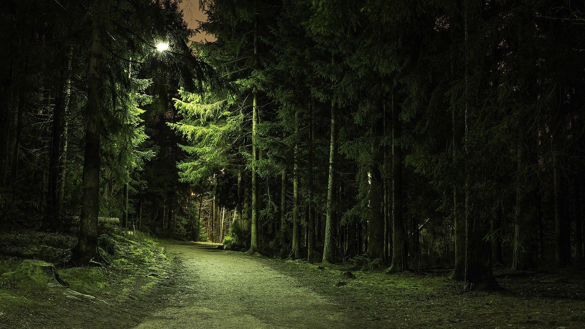 nature, Trees, Forest, Green, Branch, Path, Lights