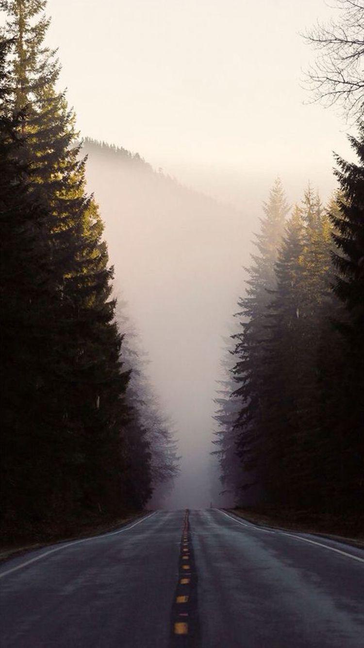 Misty Forest Road Pine Trees iPhone 6 Wallpaper HD Download